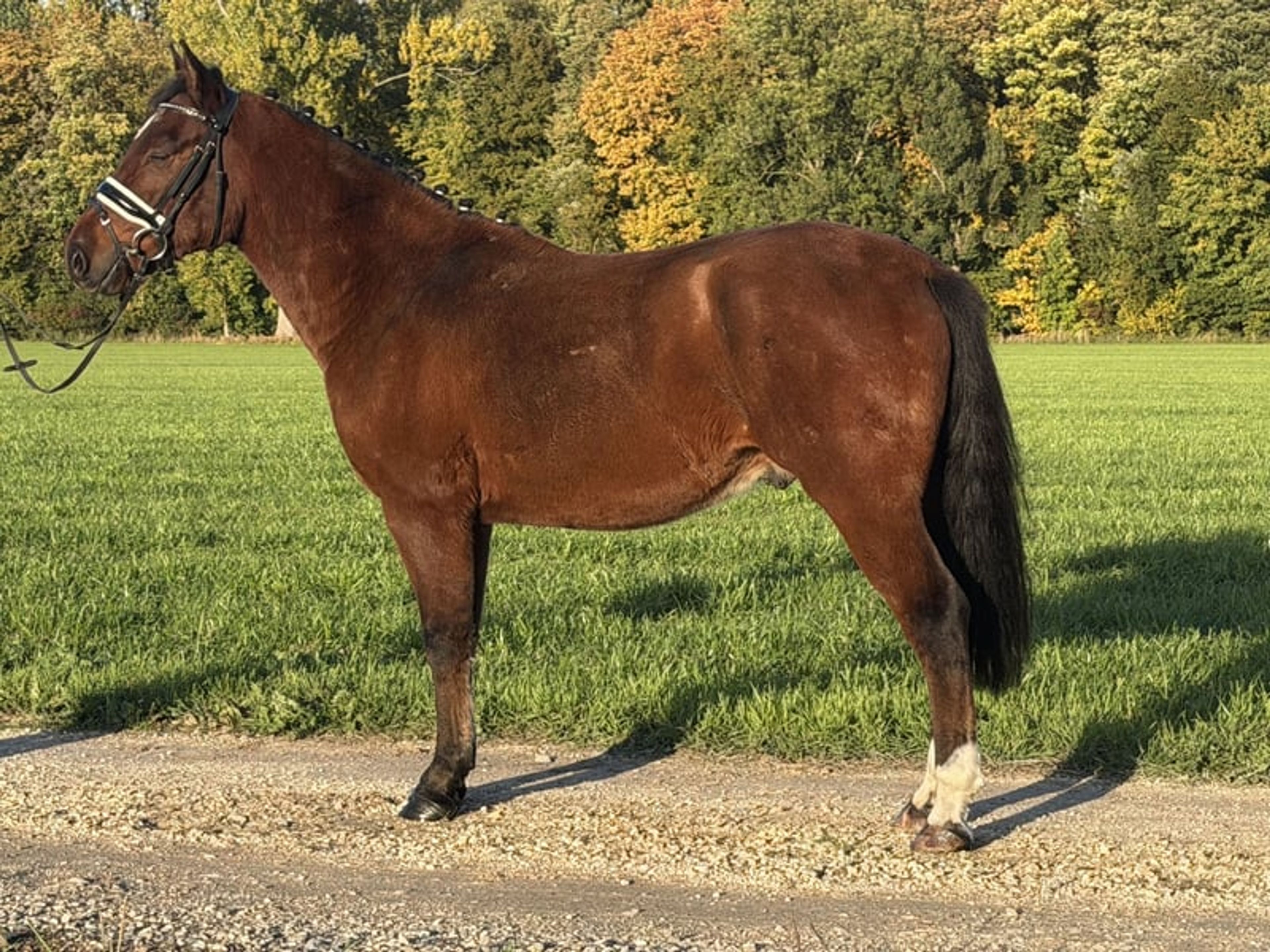 Fantastic small horse with potential. - Image 2