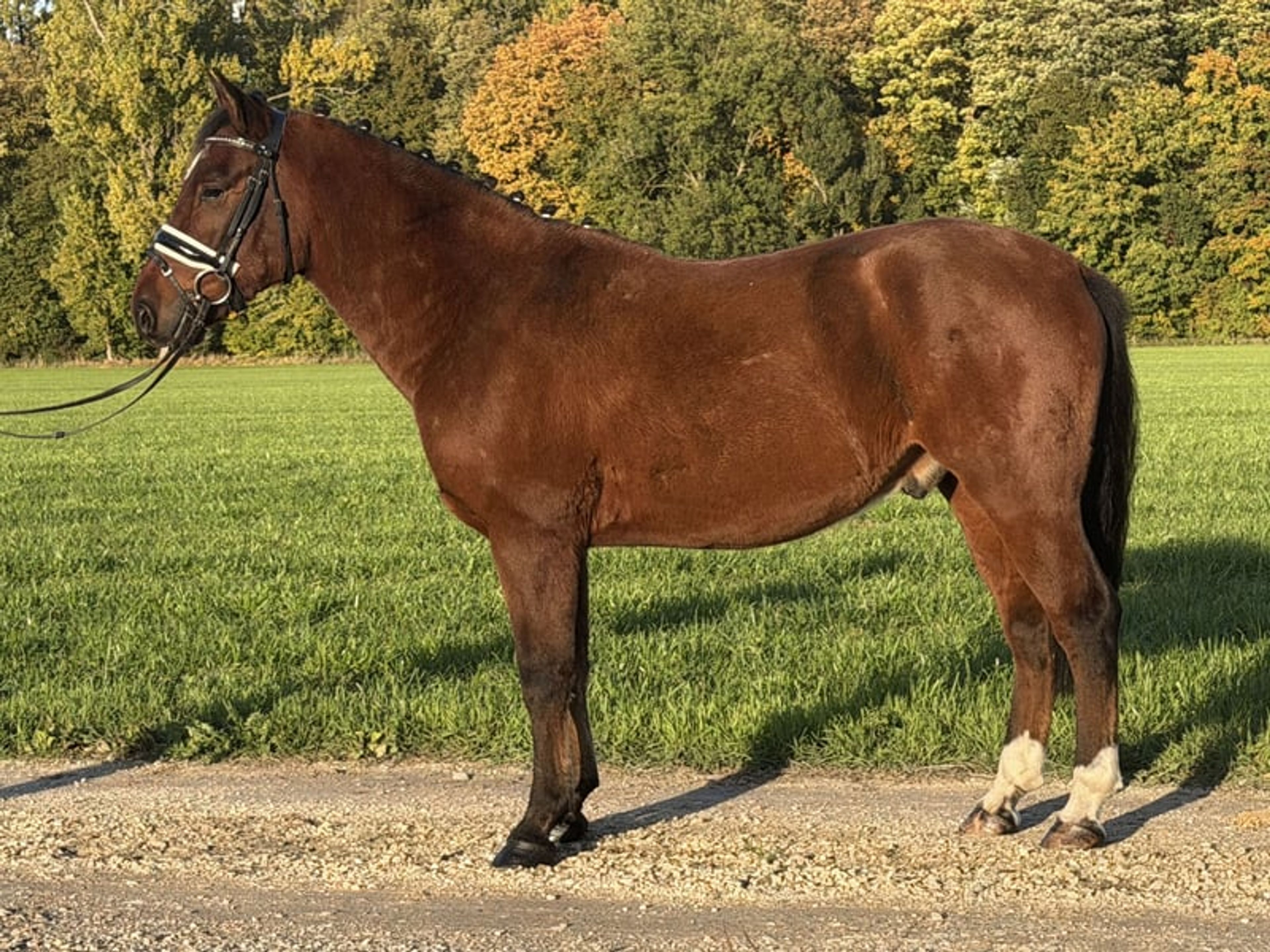 Fantastic small horse with potential. - Image 3