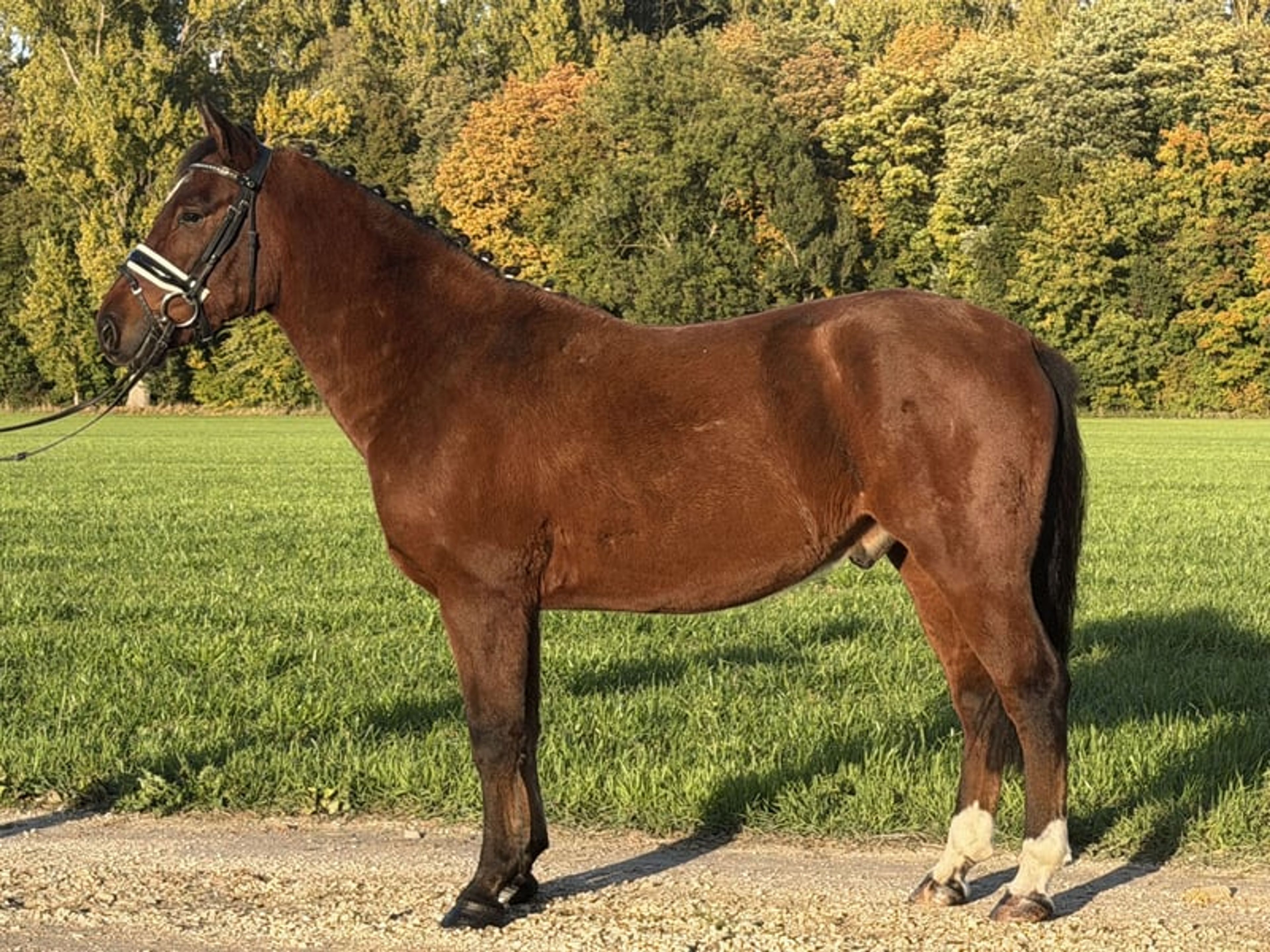 Fantastic small horse with potential. - Image 4