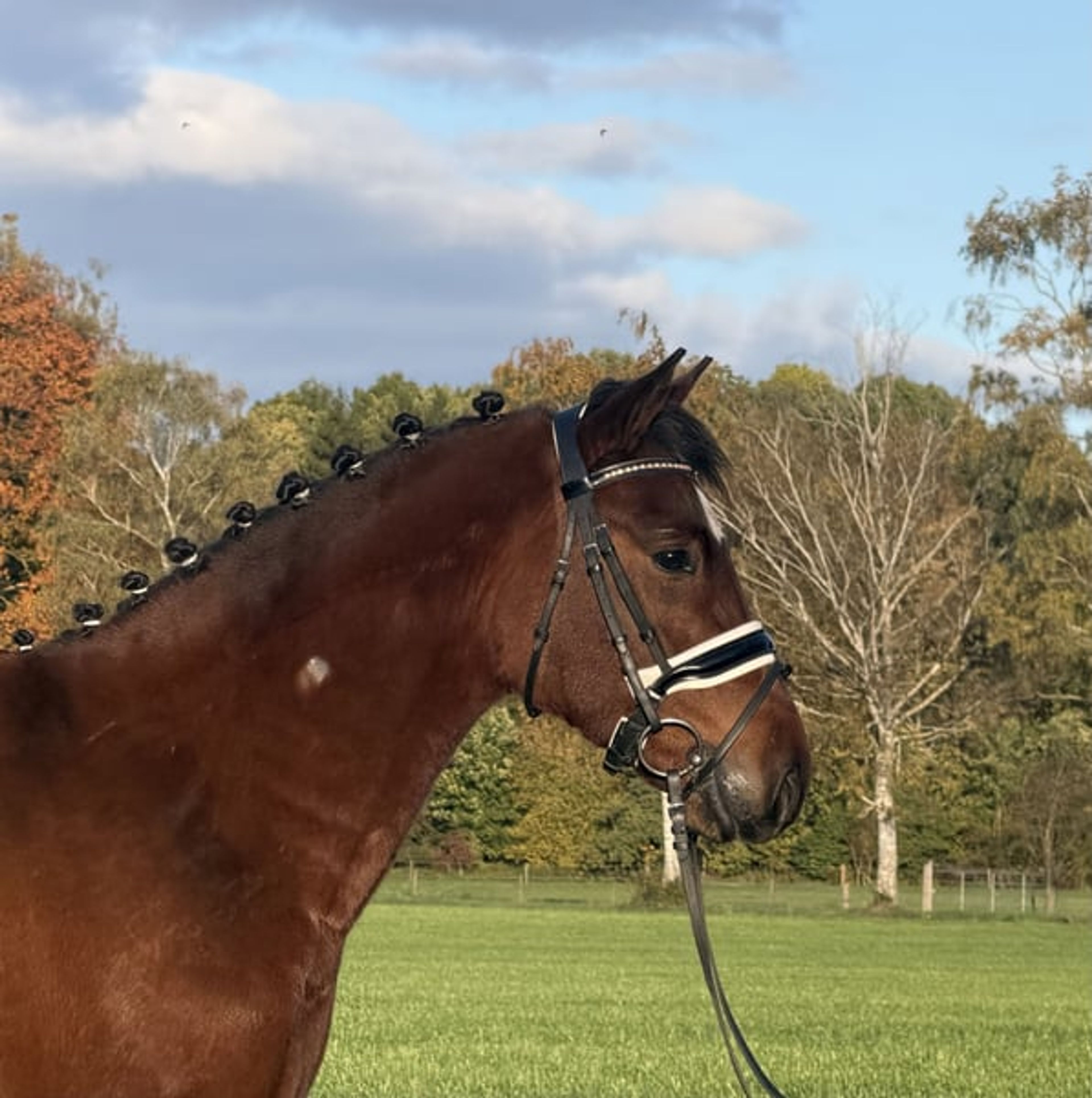 Fantastic small horse with potential. - Image 5