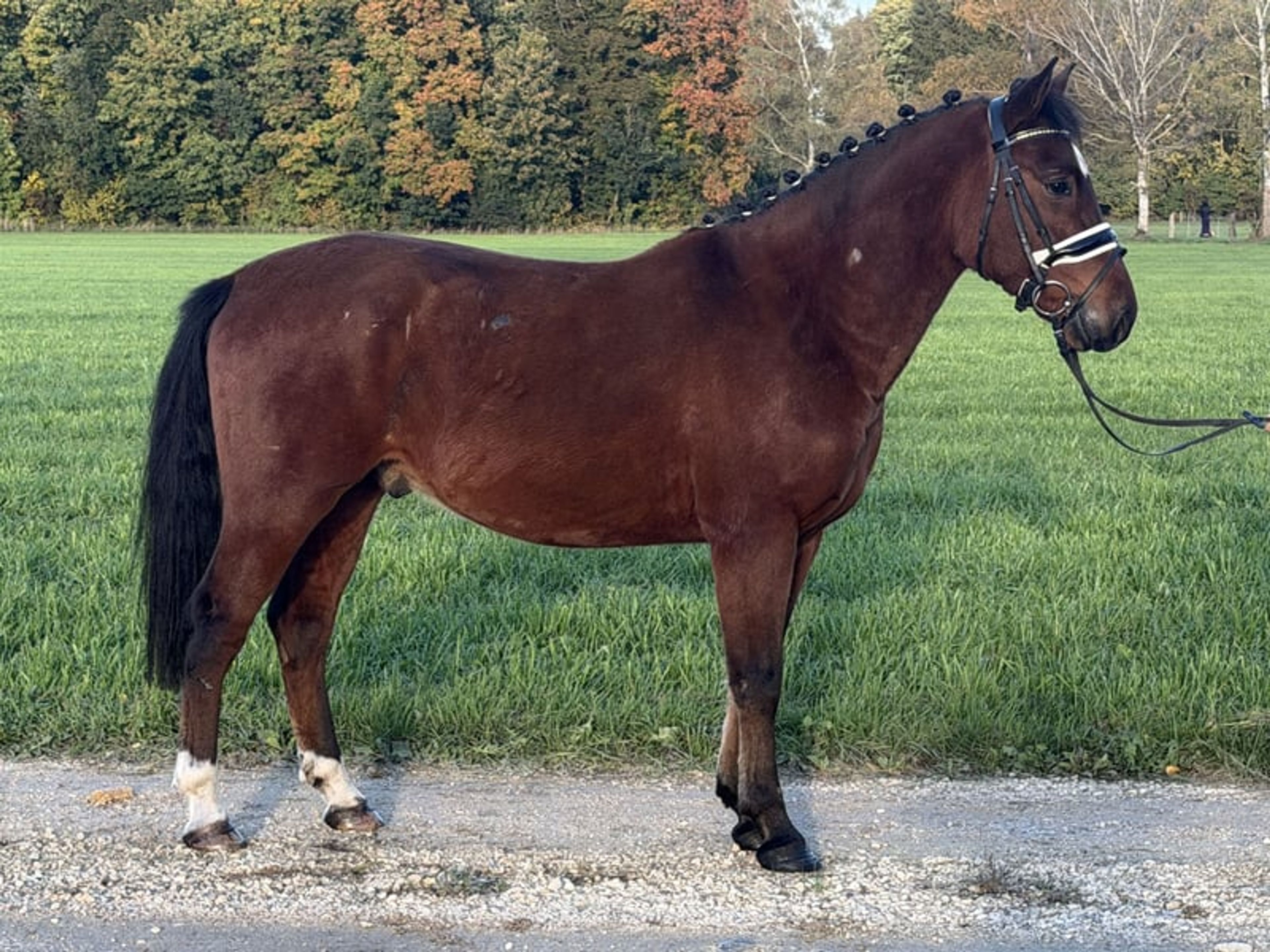 Fantastic small horse with potential. - Image 6