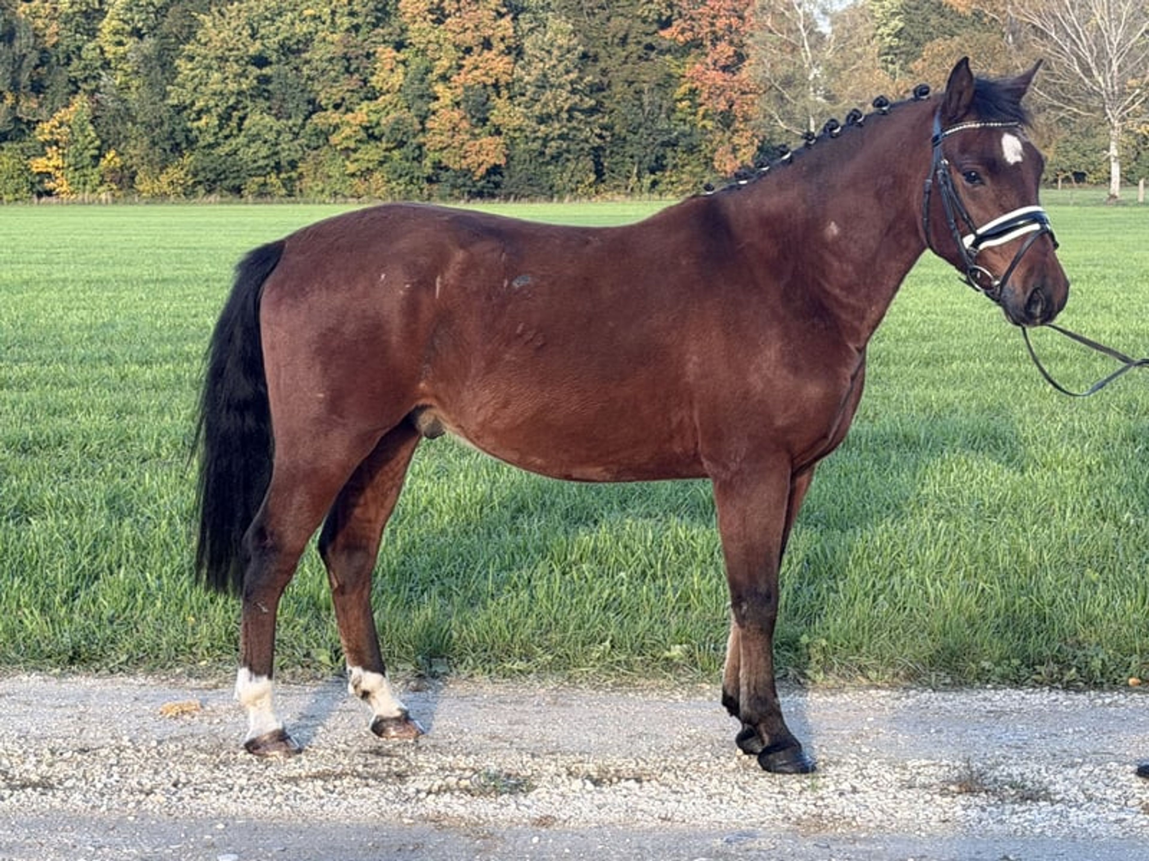 Fantastic small horse with potential. - Image 7