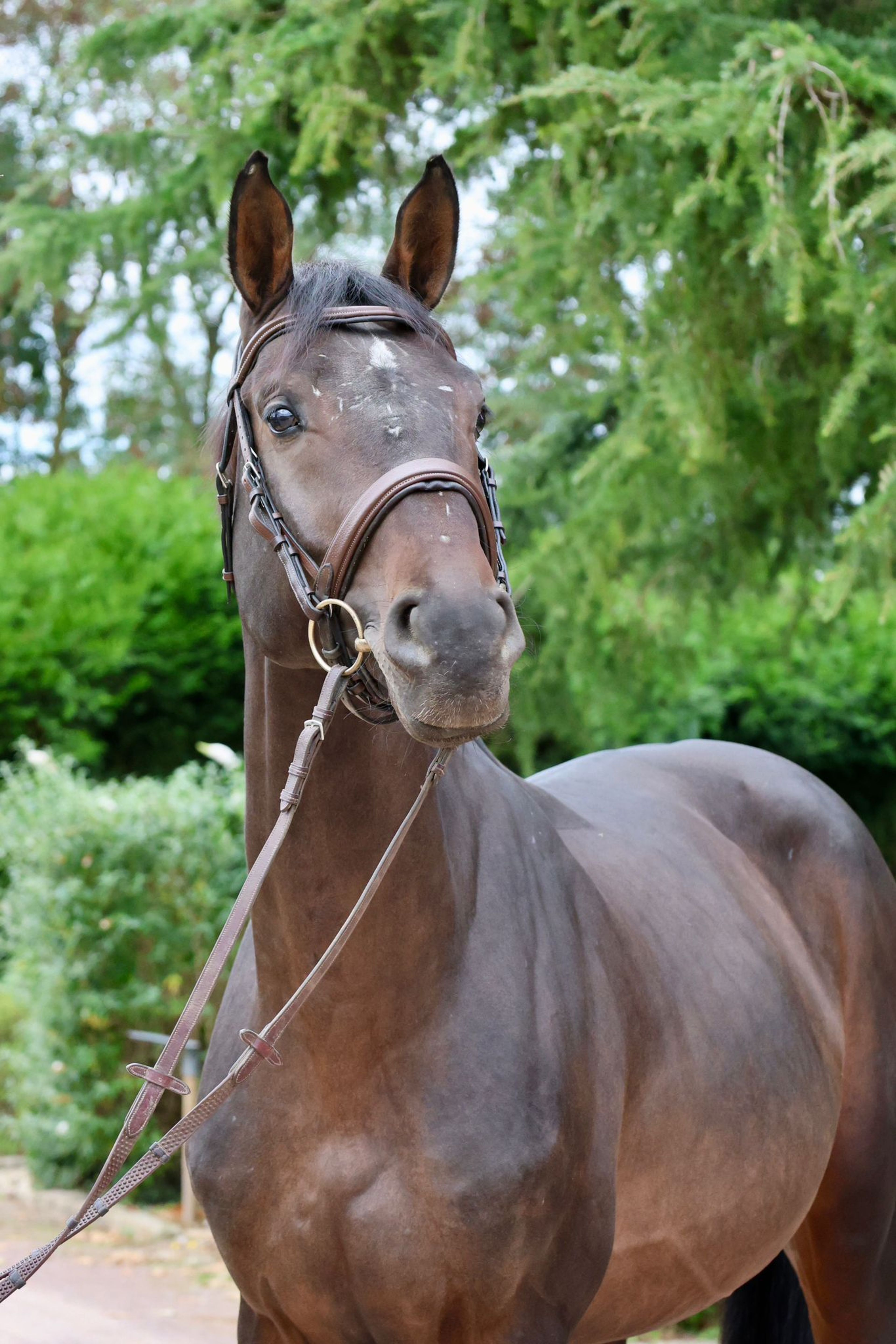 GK Quintus (Q-OXFORED QUALITY x LERONA) - Image 1