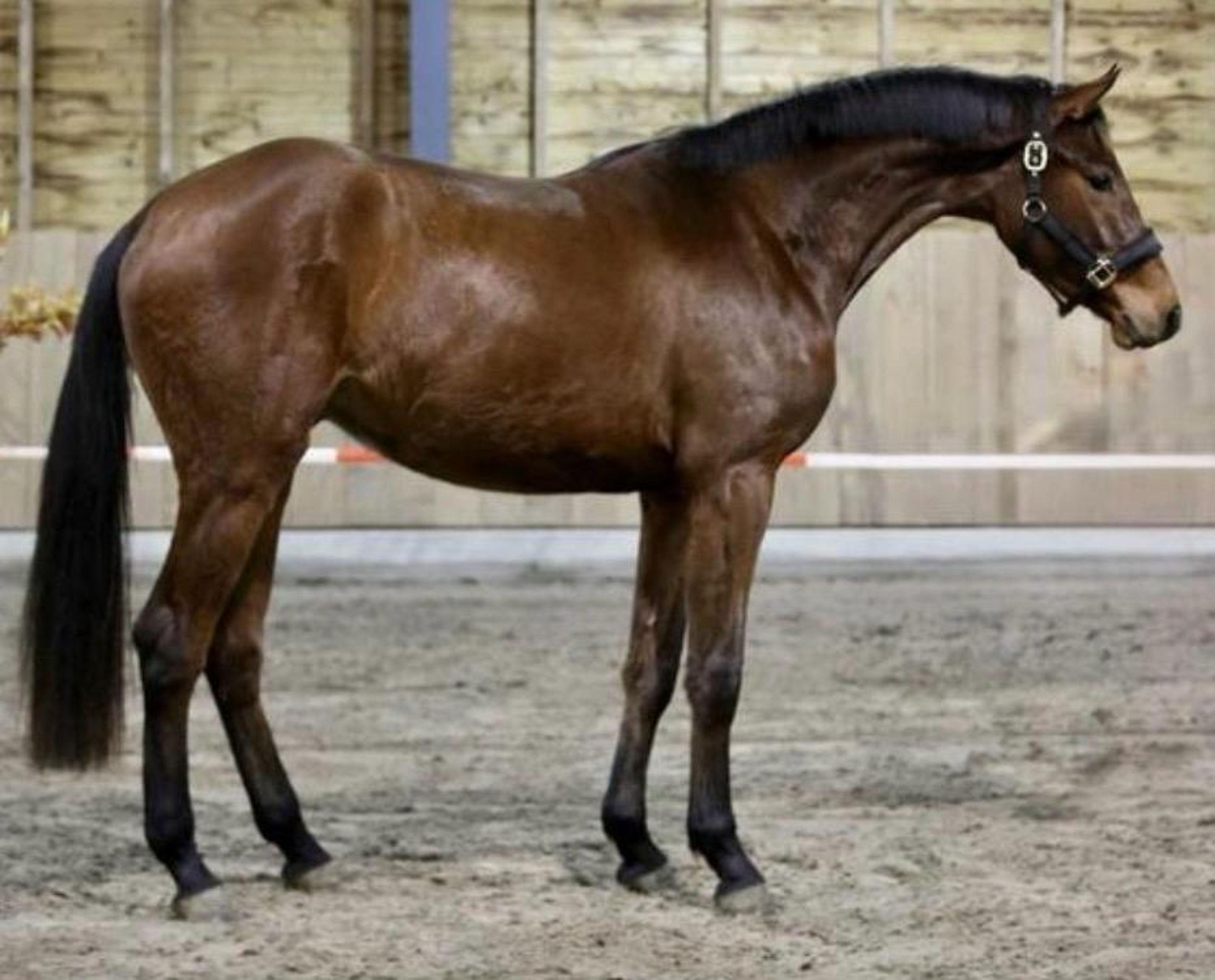 Leone (CLARIMO JUNIOR x LARCON) - Image 1