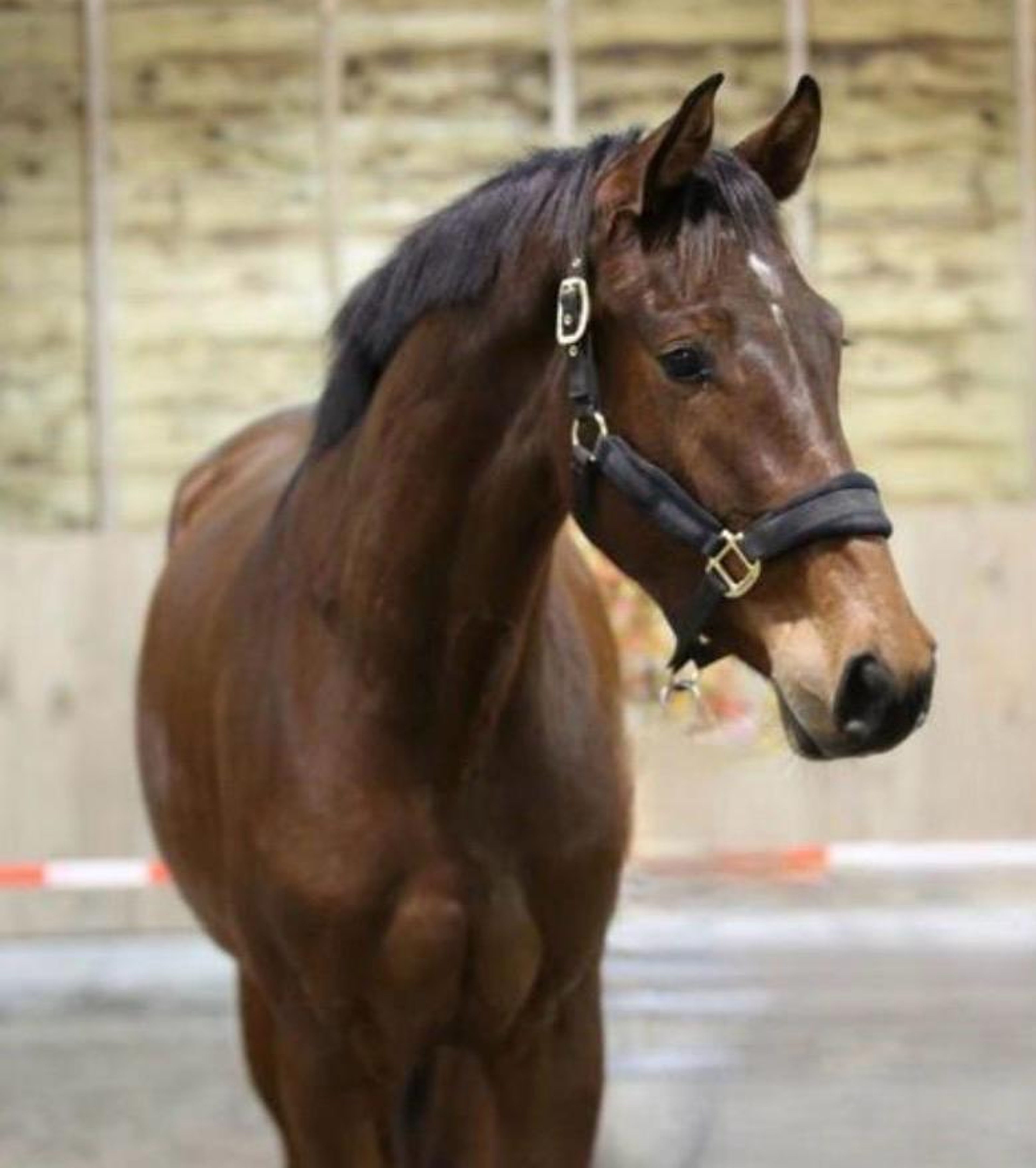 Leone (CLARIMO JUNIOR x LARCON) - Image 2