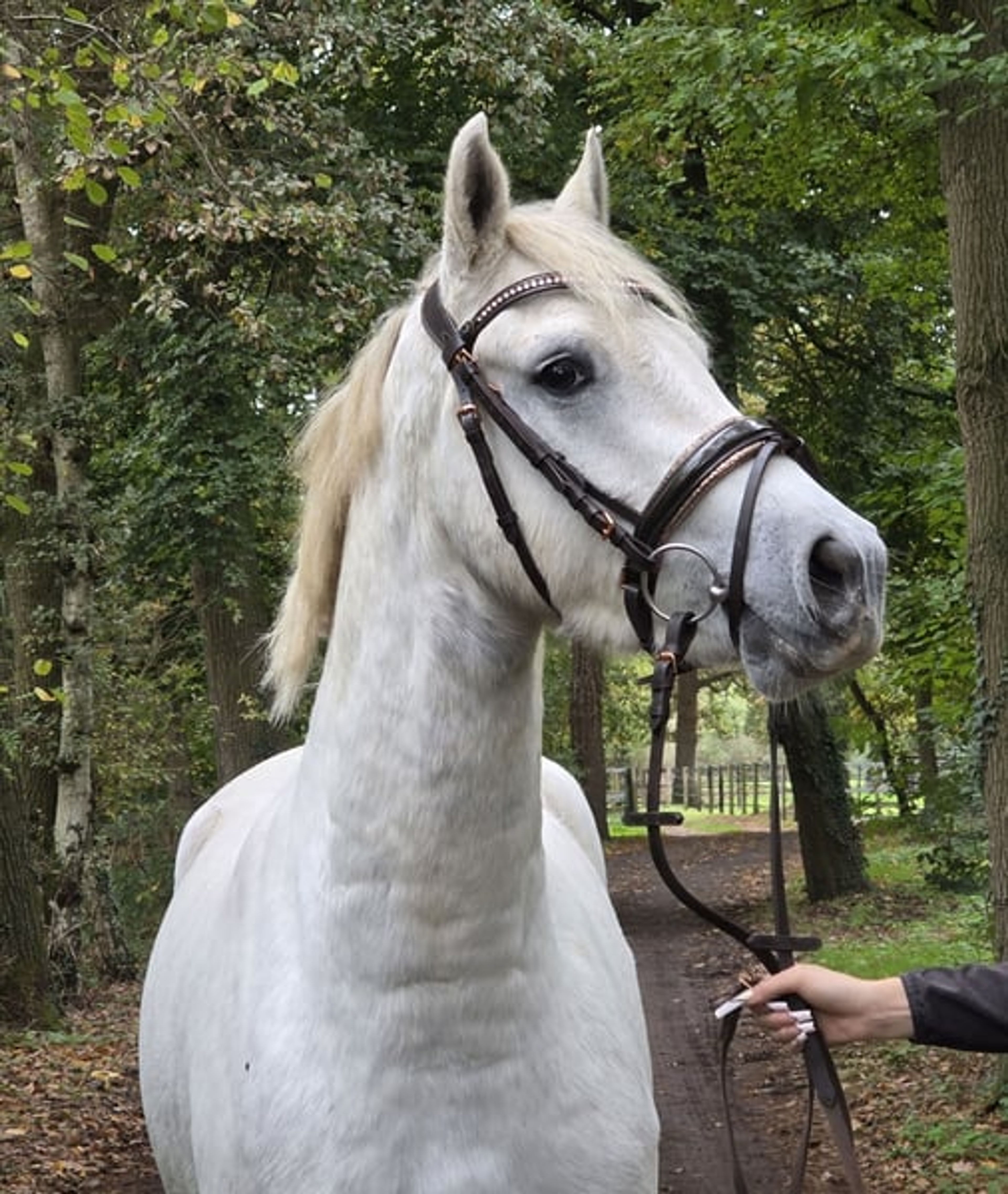 Nearly 4-year-old XXL Connemara gelding for sale.