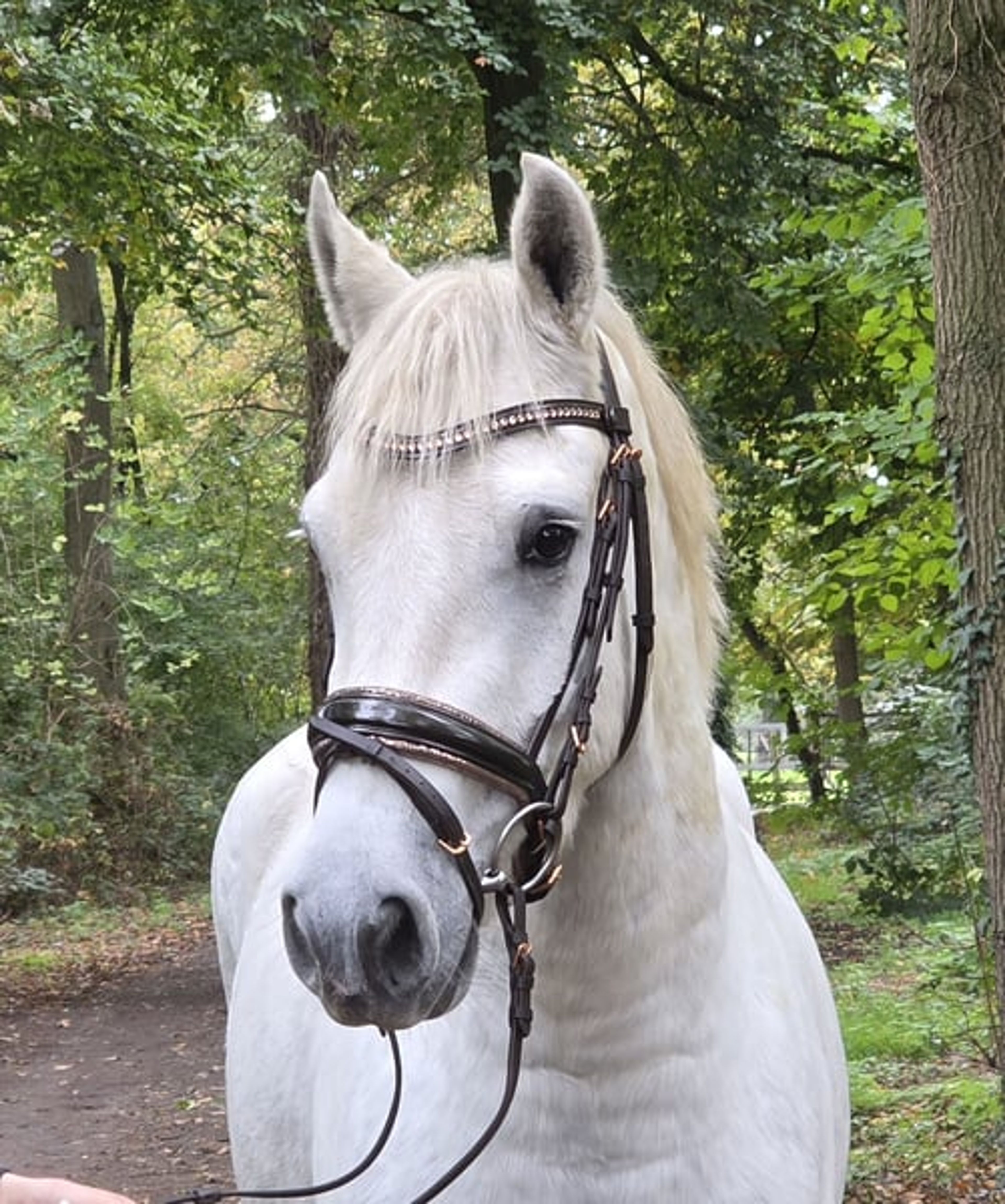 Nearly 4-year-old XXL Connemara gelding for sale. - Image 2