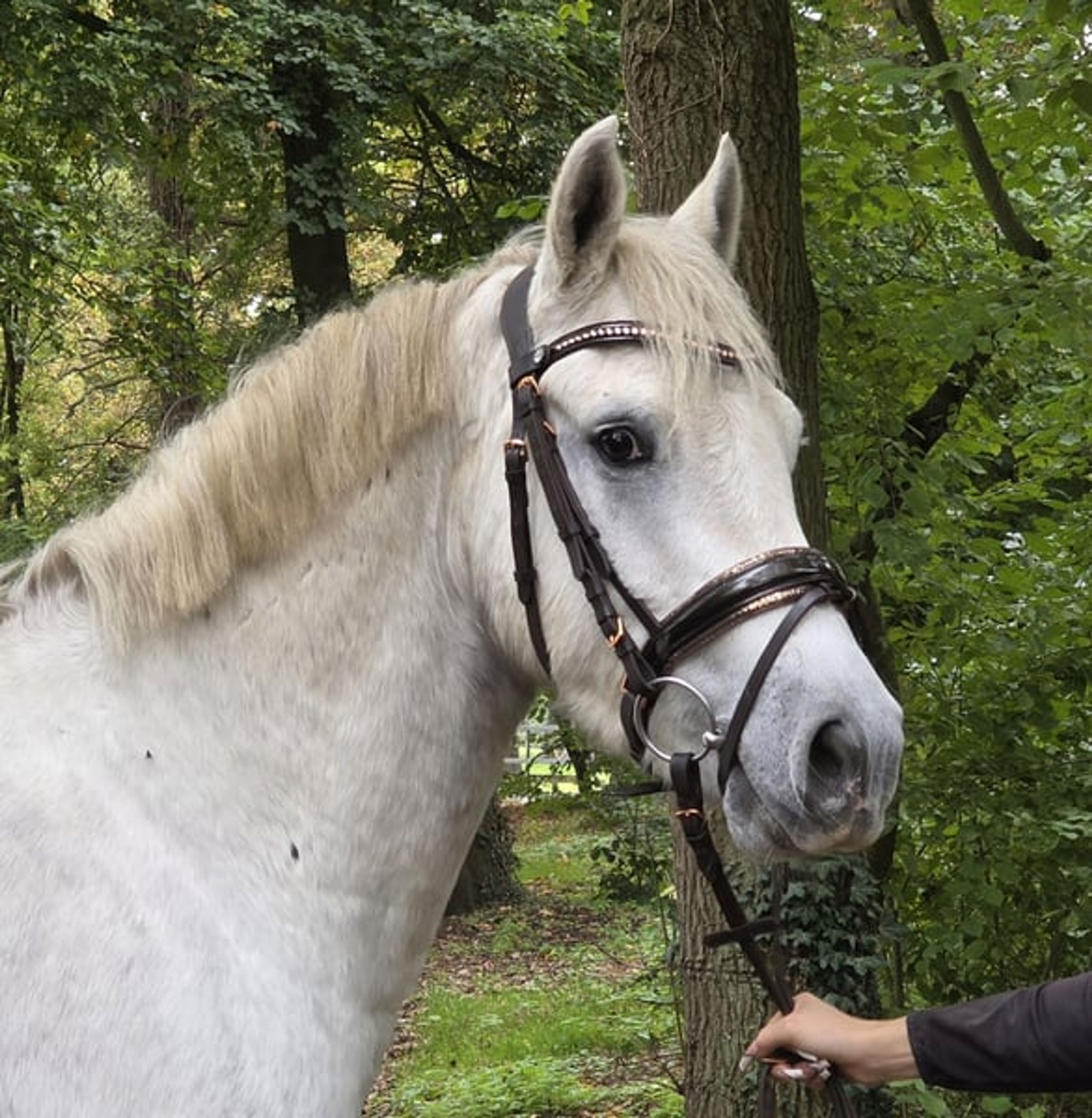 Nearly 4-year-old XXL Connemara gelding for sale. - Image 3