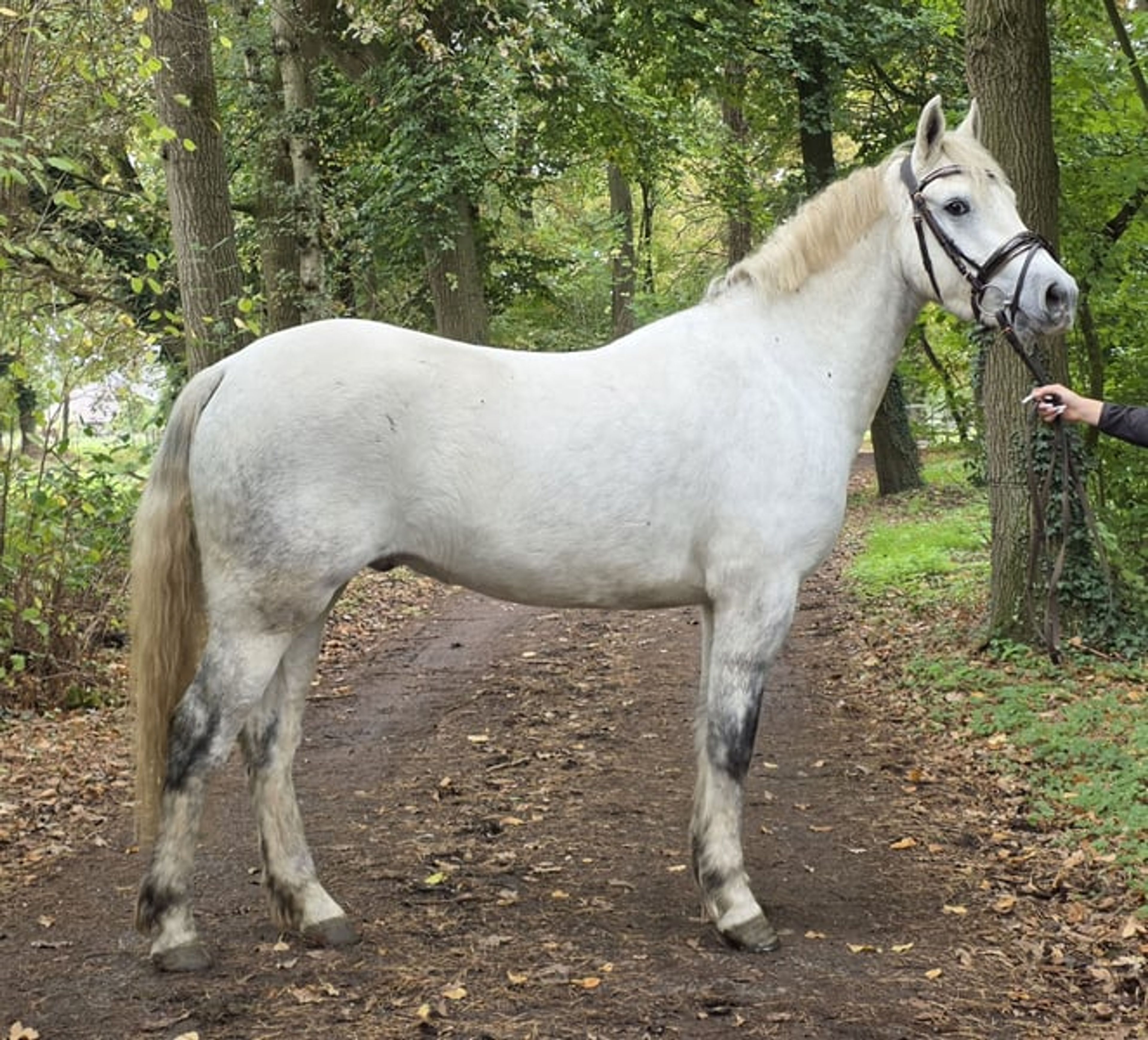 Nearly 4-year-old XXL Connemara gelding for sale. - Image 4