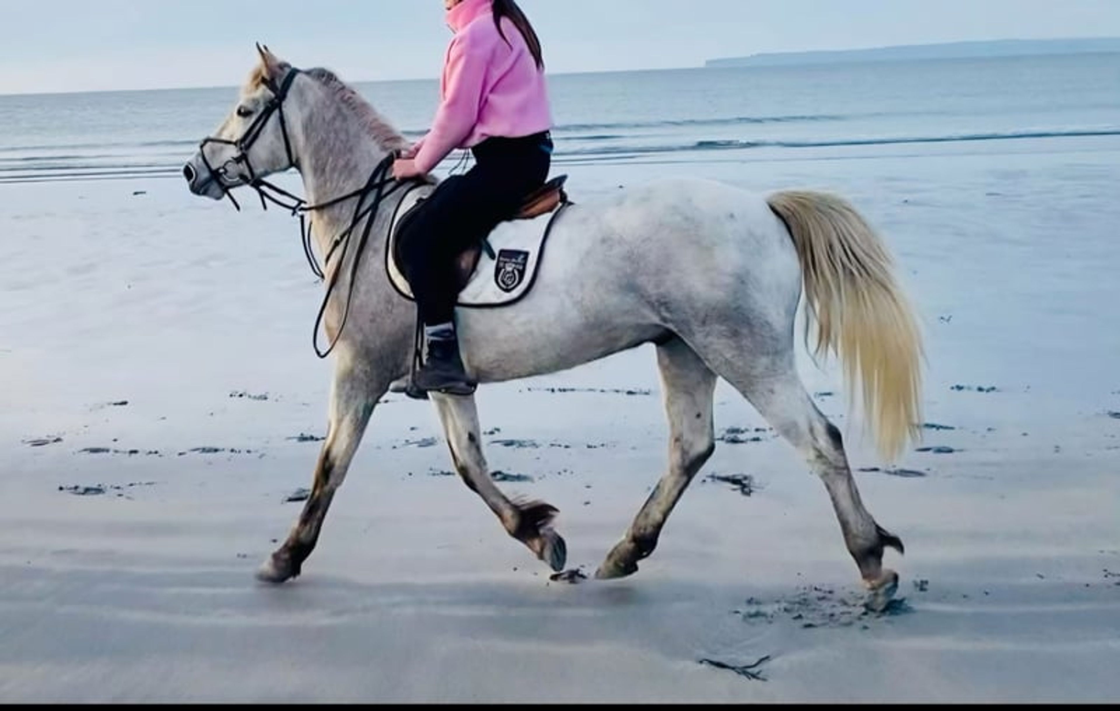 Nearly 4-year-old XXL Connemara gelding for sale. - Image 5