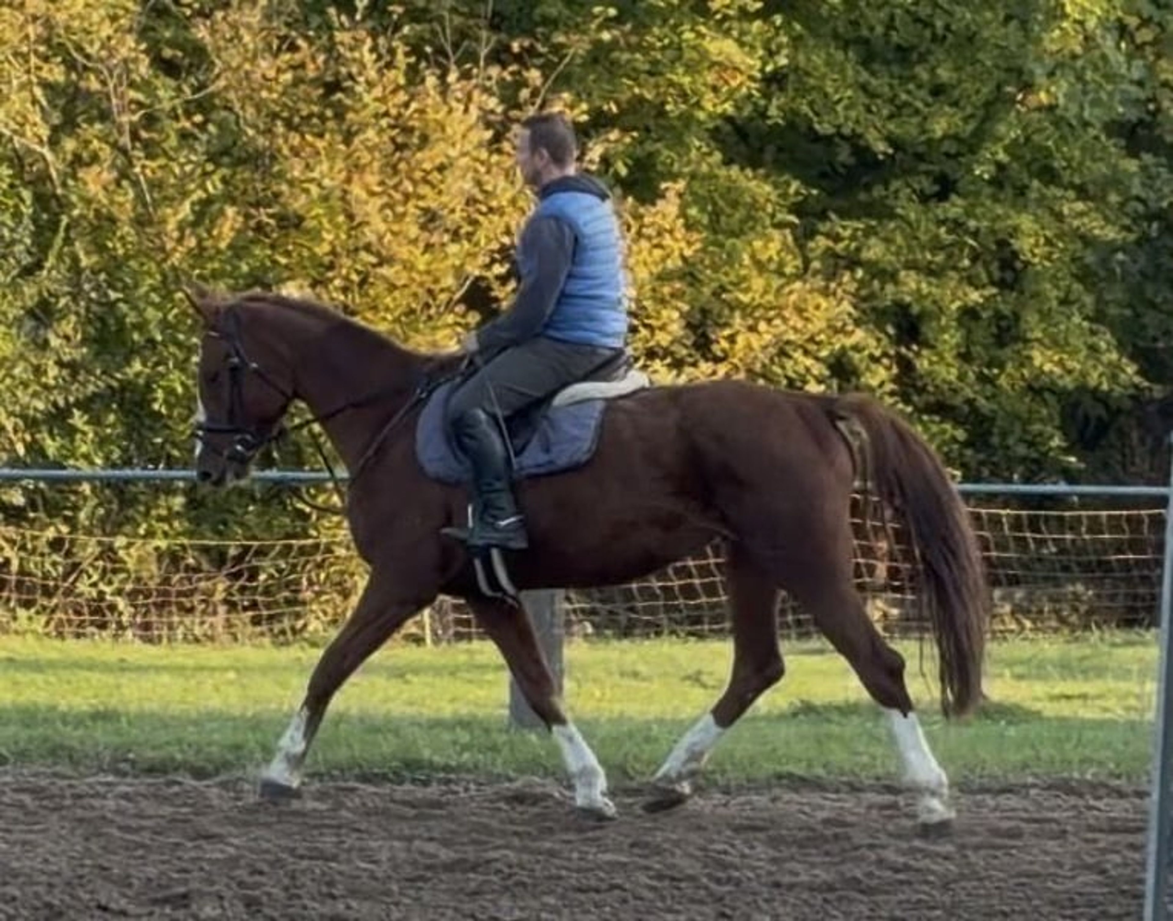 Brave young mare with good basic gaits.
