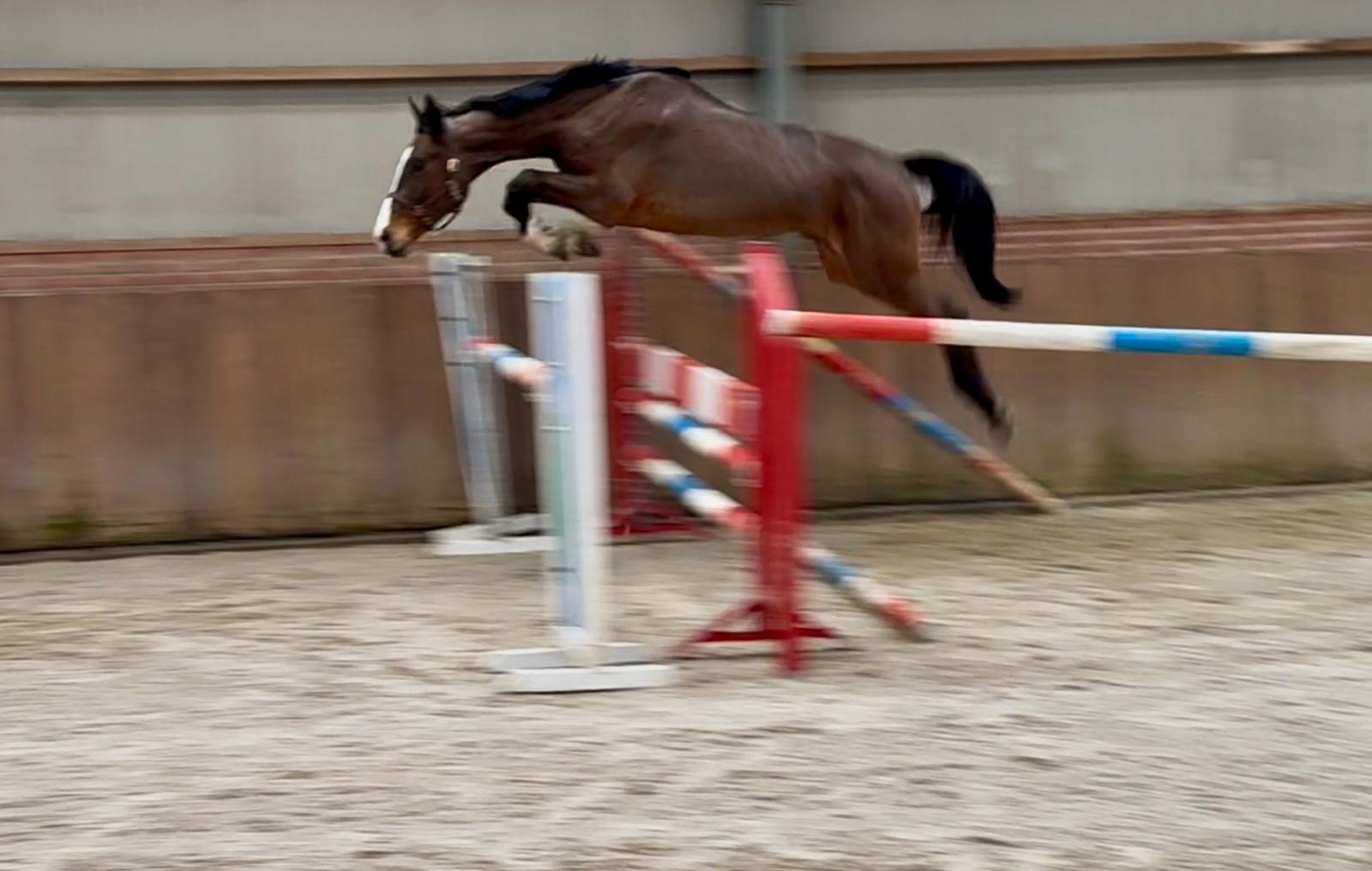 Casagrano PS (CASALOU PS x CHACGRANO) - Image 1