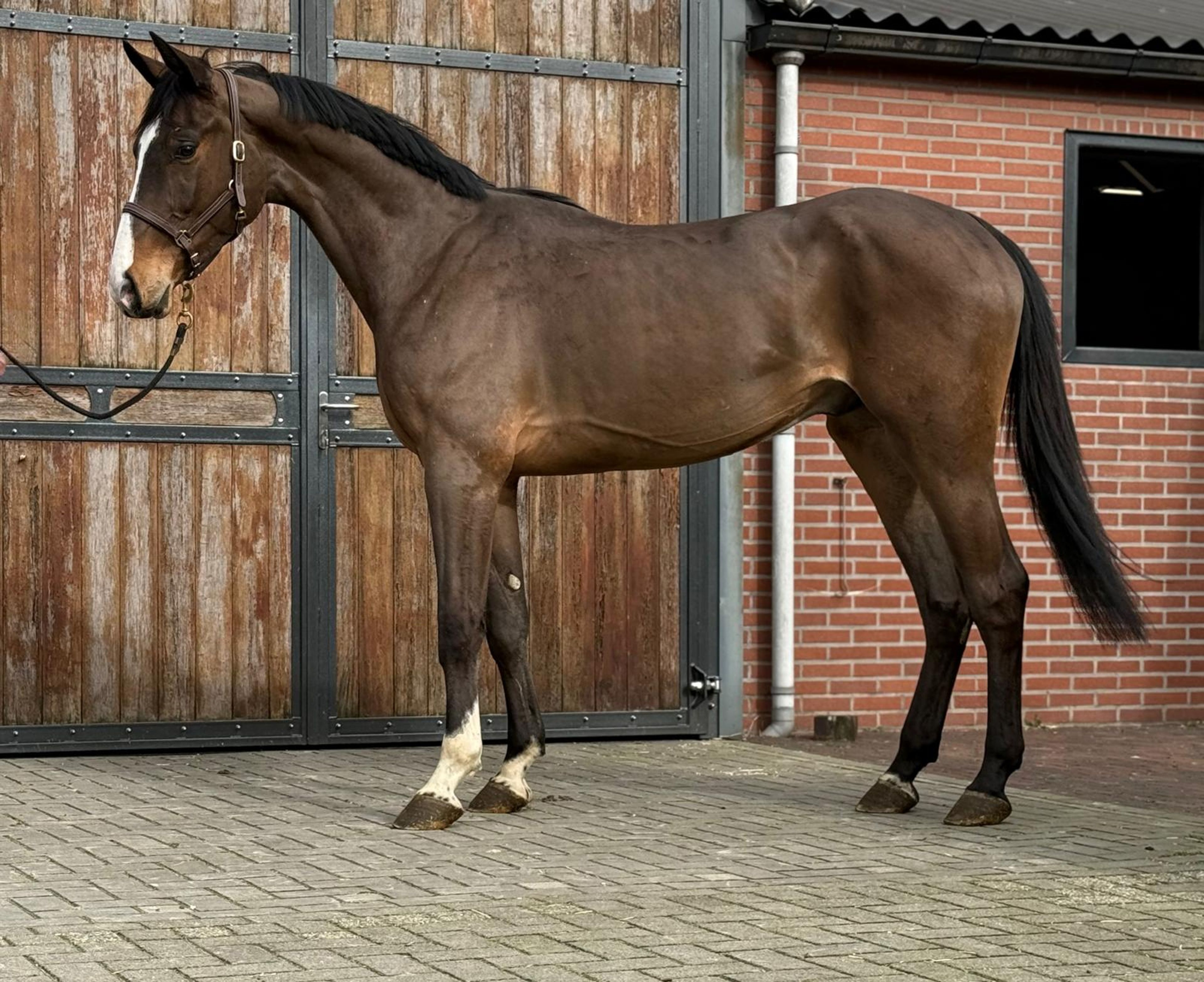 Casagrano PS (CASALOU PS x CHACGRANO) - Image 2