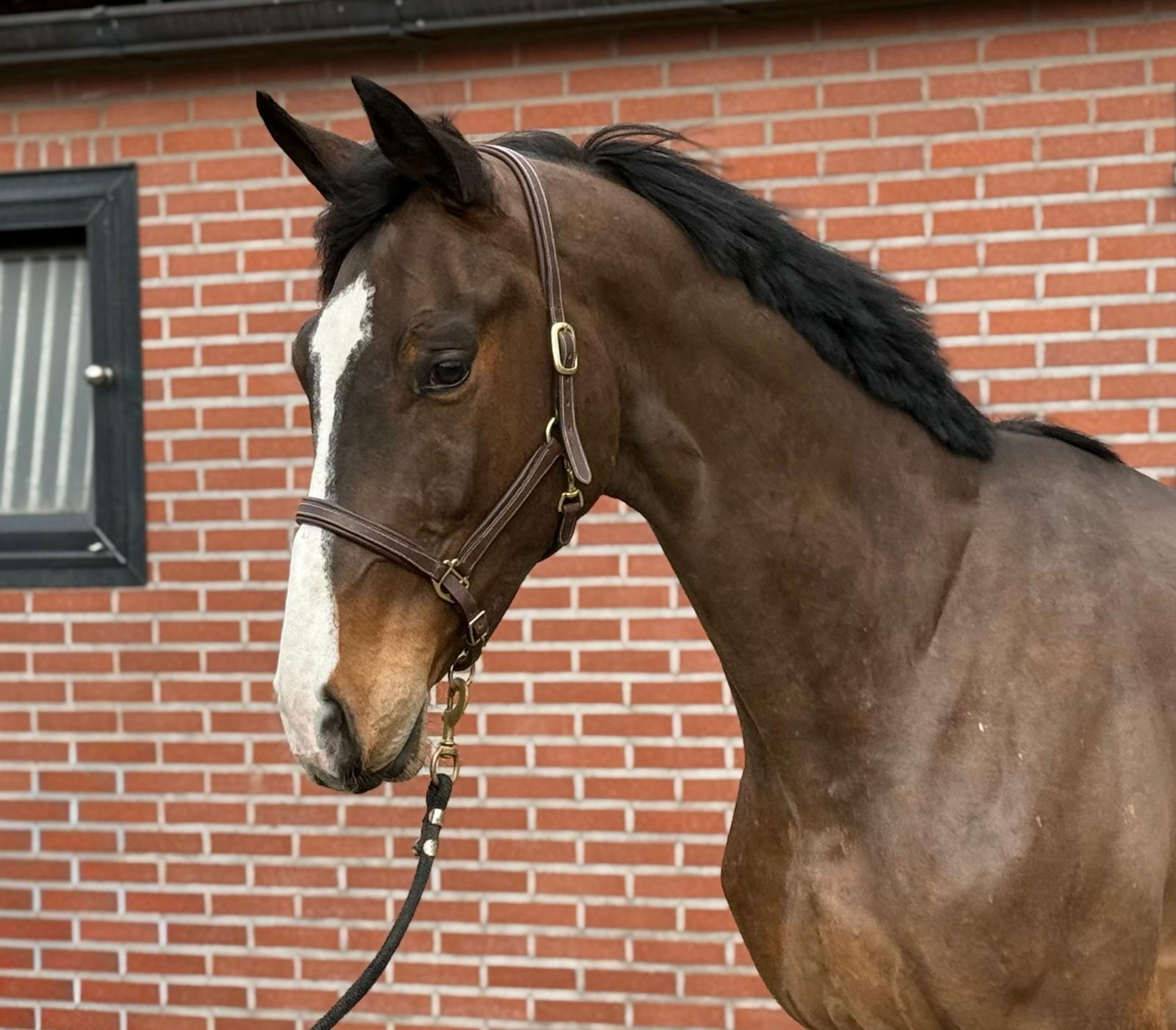 Casagrano PS (CASALOU PS x CHACGRANO) - Image 3