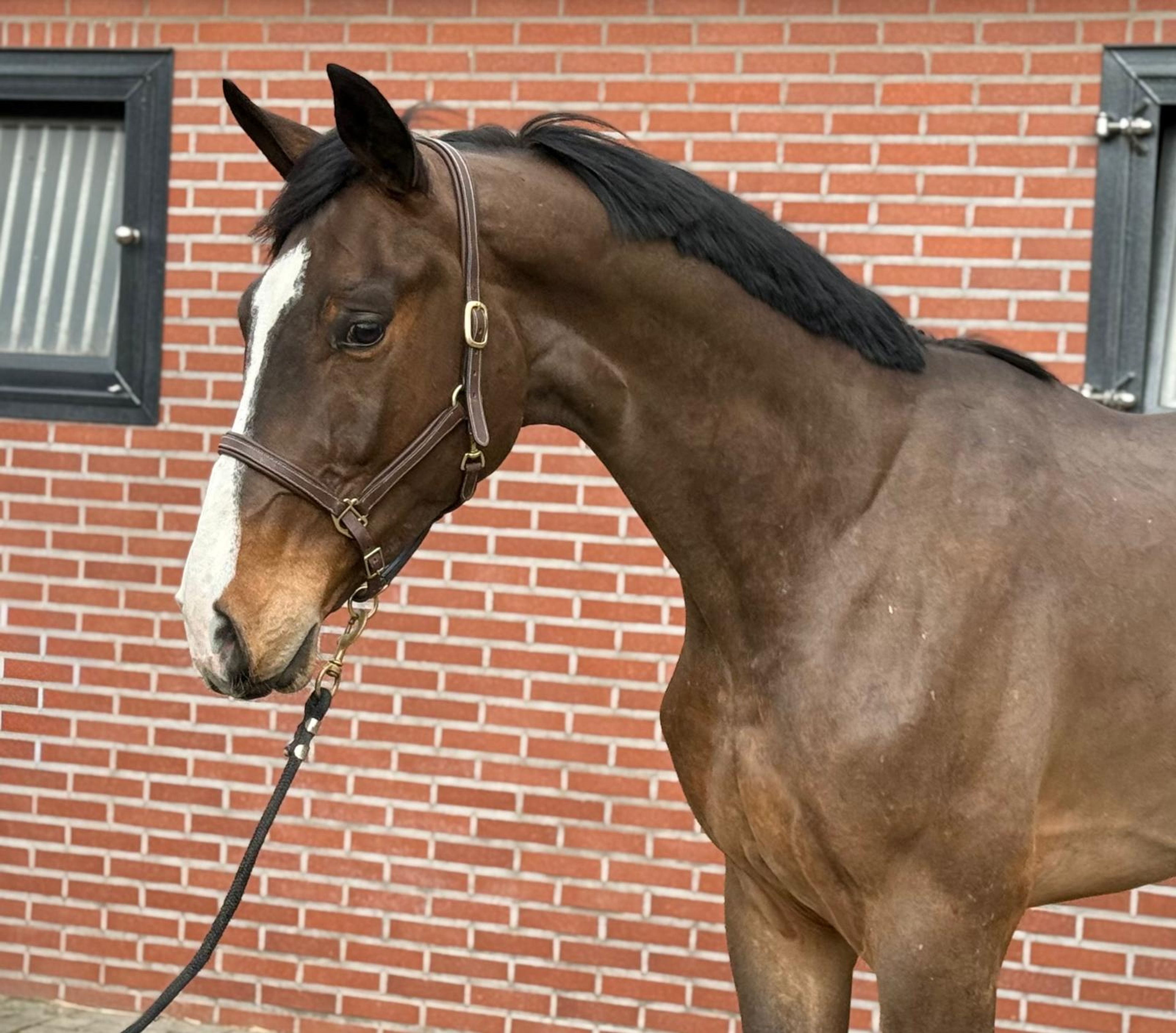 Casagrano PS (CASALOU PS x CHACGRANO) - Image 4