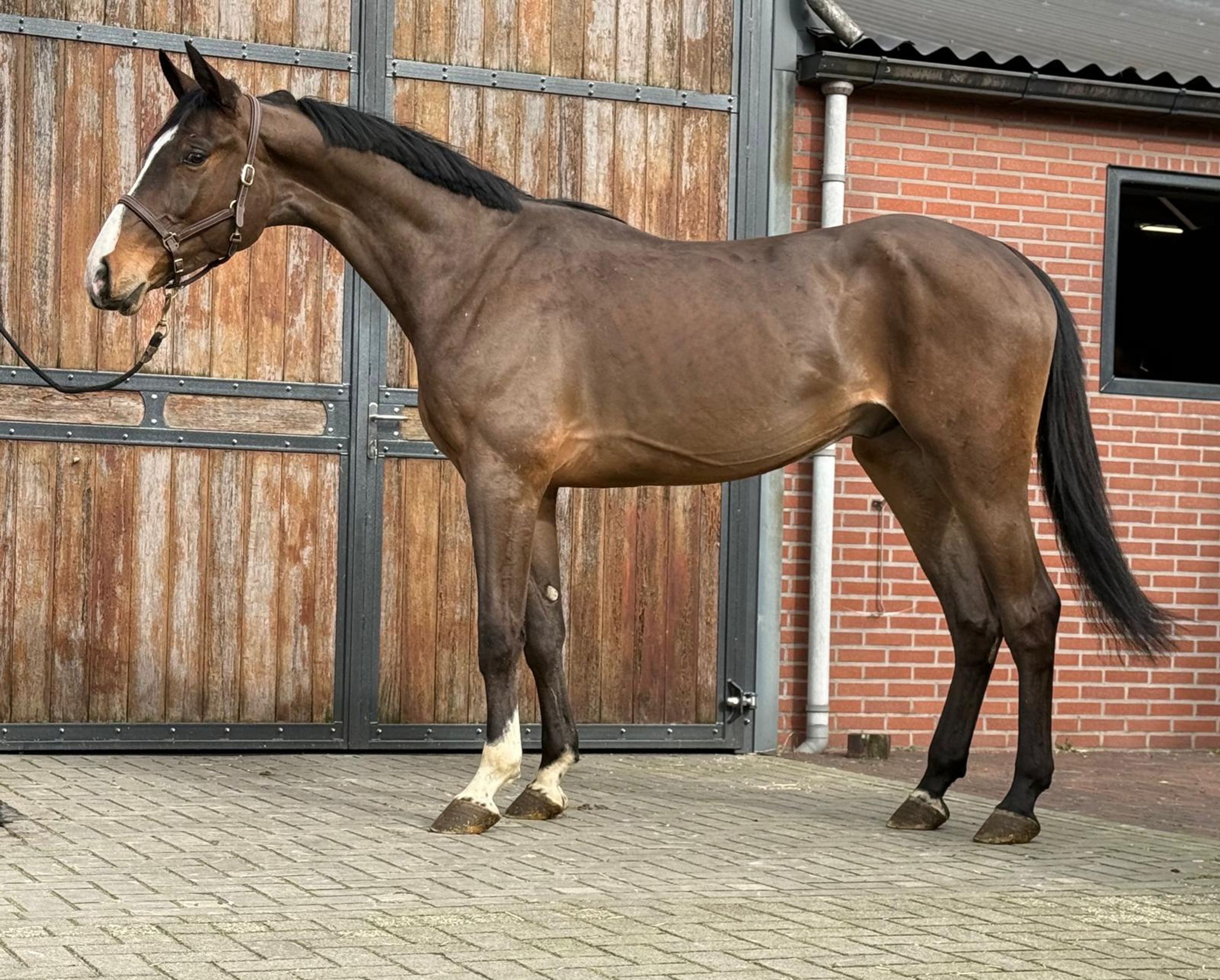 Casagrano PS (CASALOU PS x CHACGRANO) - Image 5