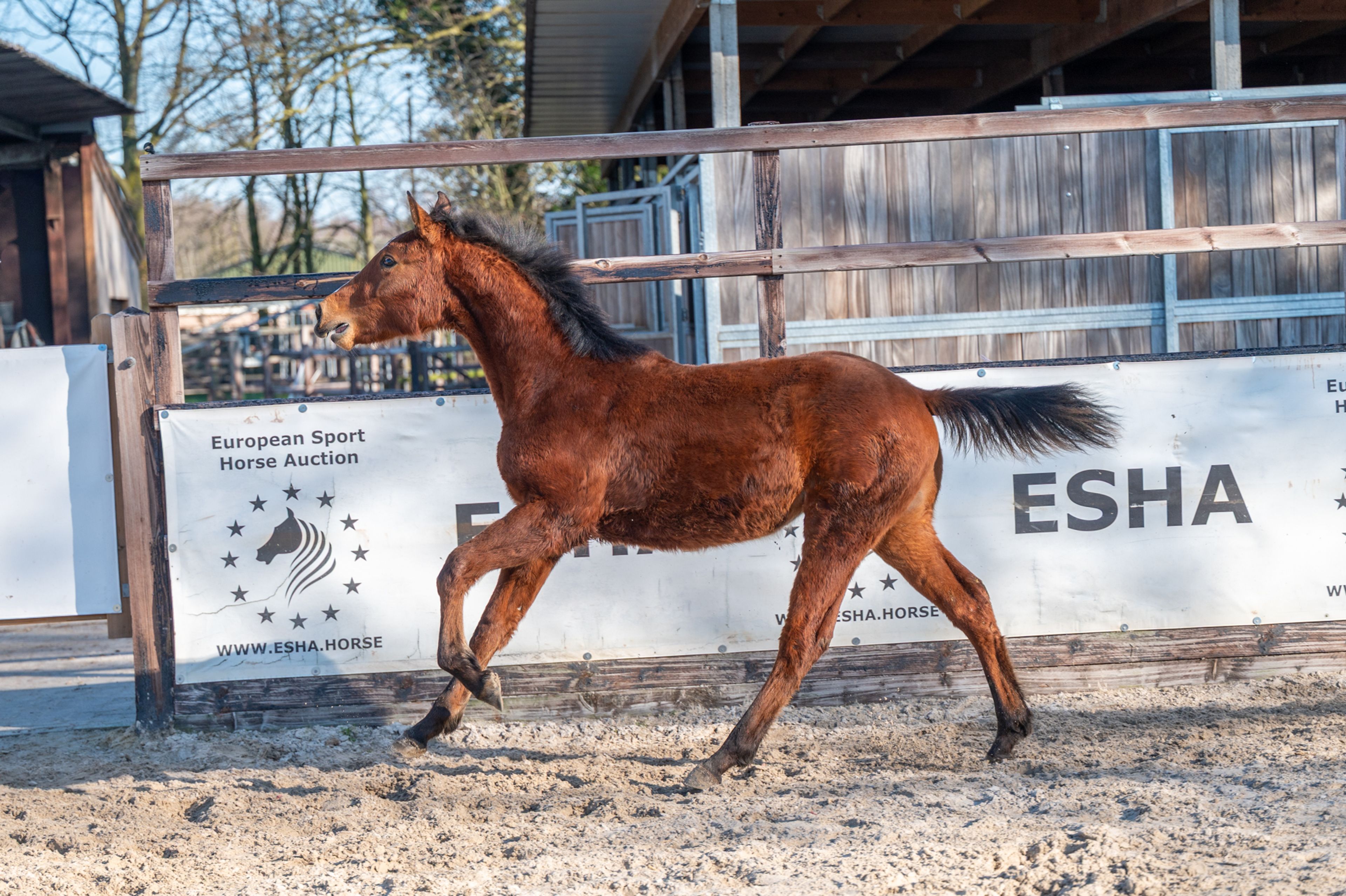 Ctefidas de L'esperance (DIDAS DE L ESPERANCE x BAMAKO DE MUZE) - Image 1