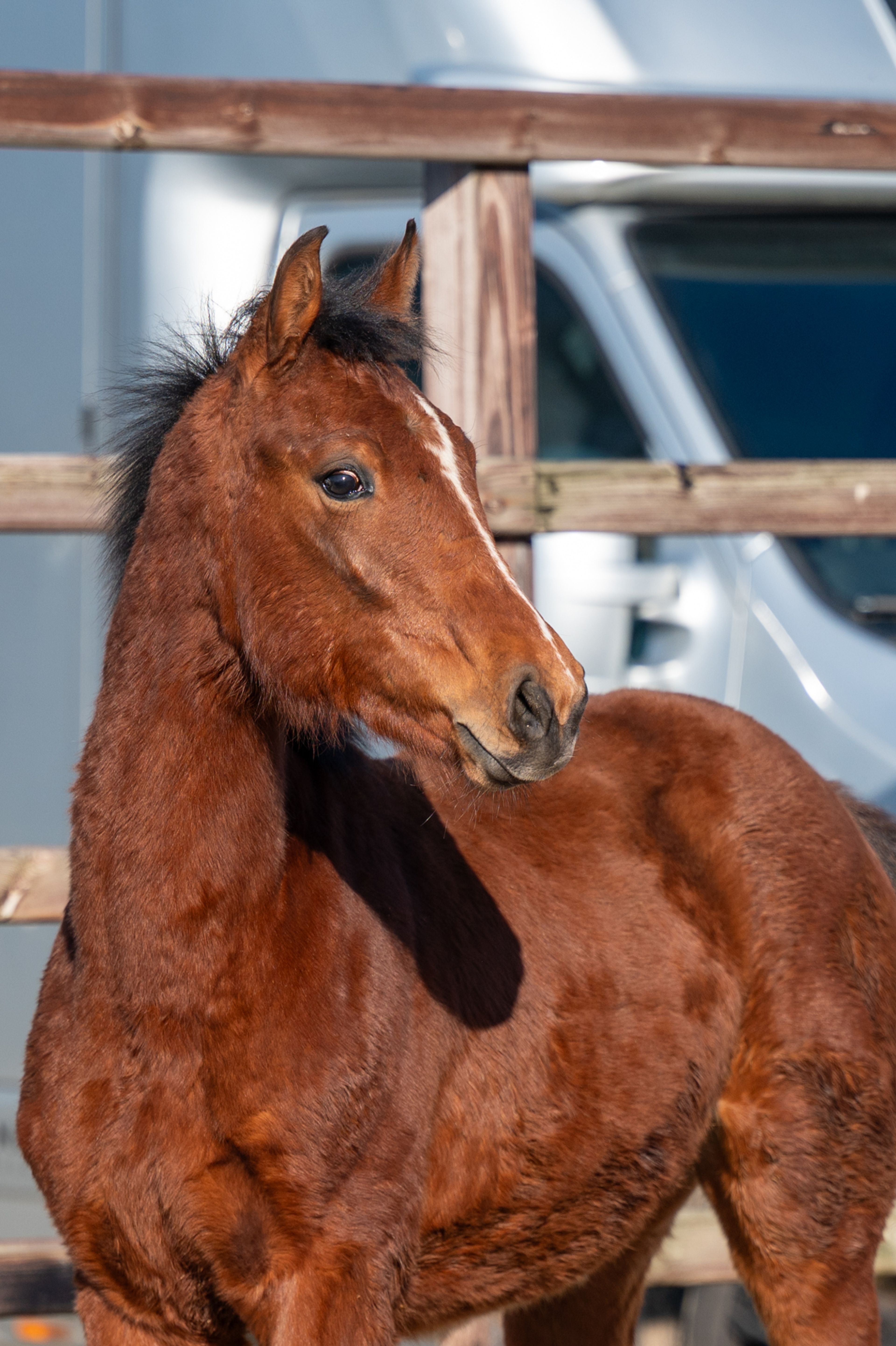 Ctefidas de L'esperance (DIDAS DE L ESPERANCE x BAMAKO DE MUZE) - Image 4