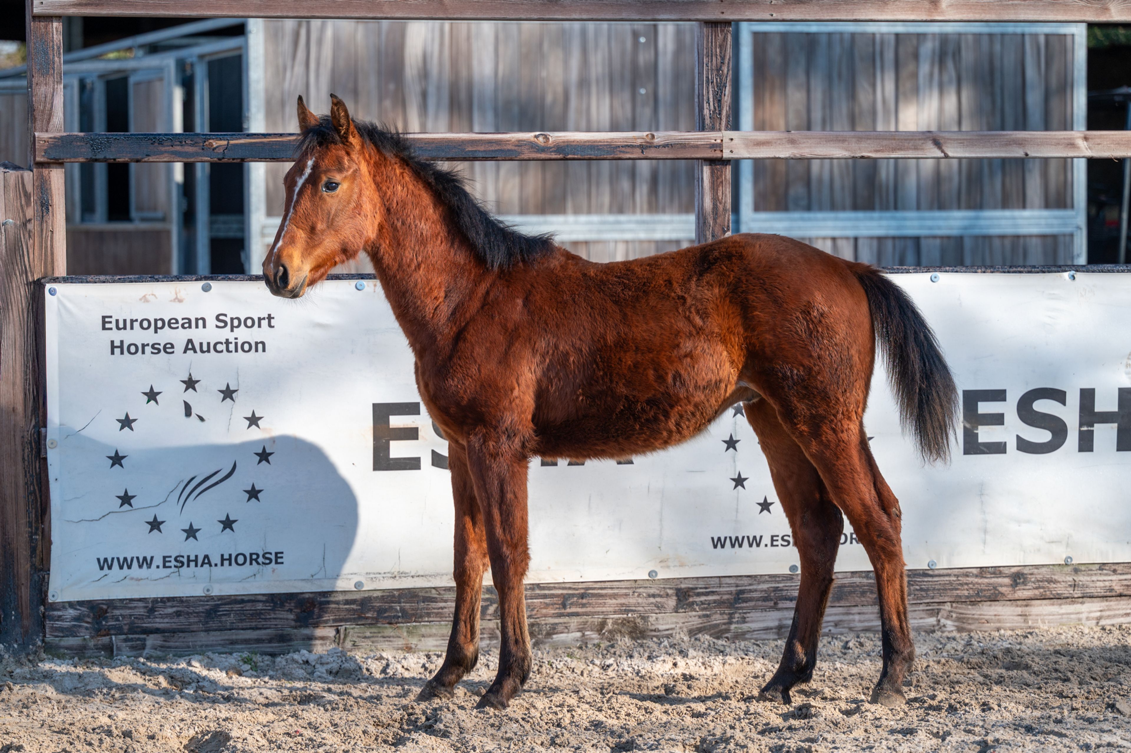 Ctefidas de L'esperance (DIDAS DE L ESPERANCE x BAMAKO DE MUZE) - Image 7