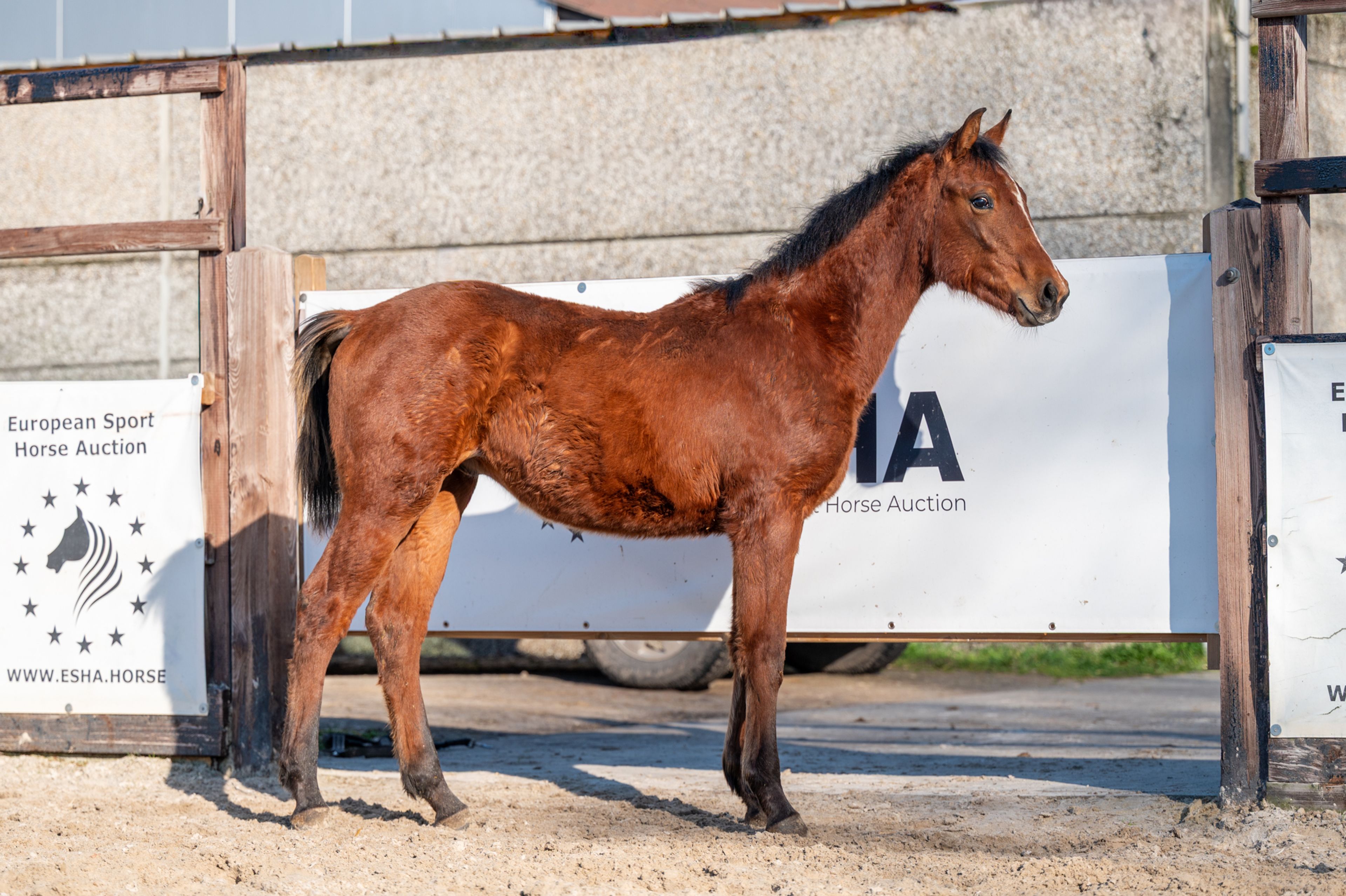 Ctefidas de L'esperance (DIDAS DE L ESPERANCE x BAMAKO DE MUZE) - Image 9