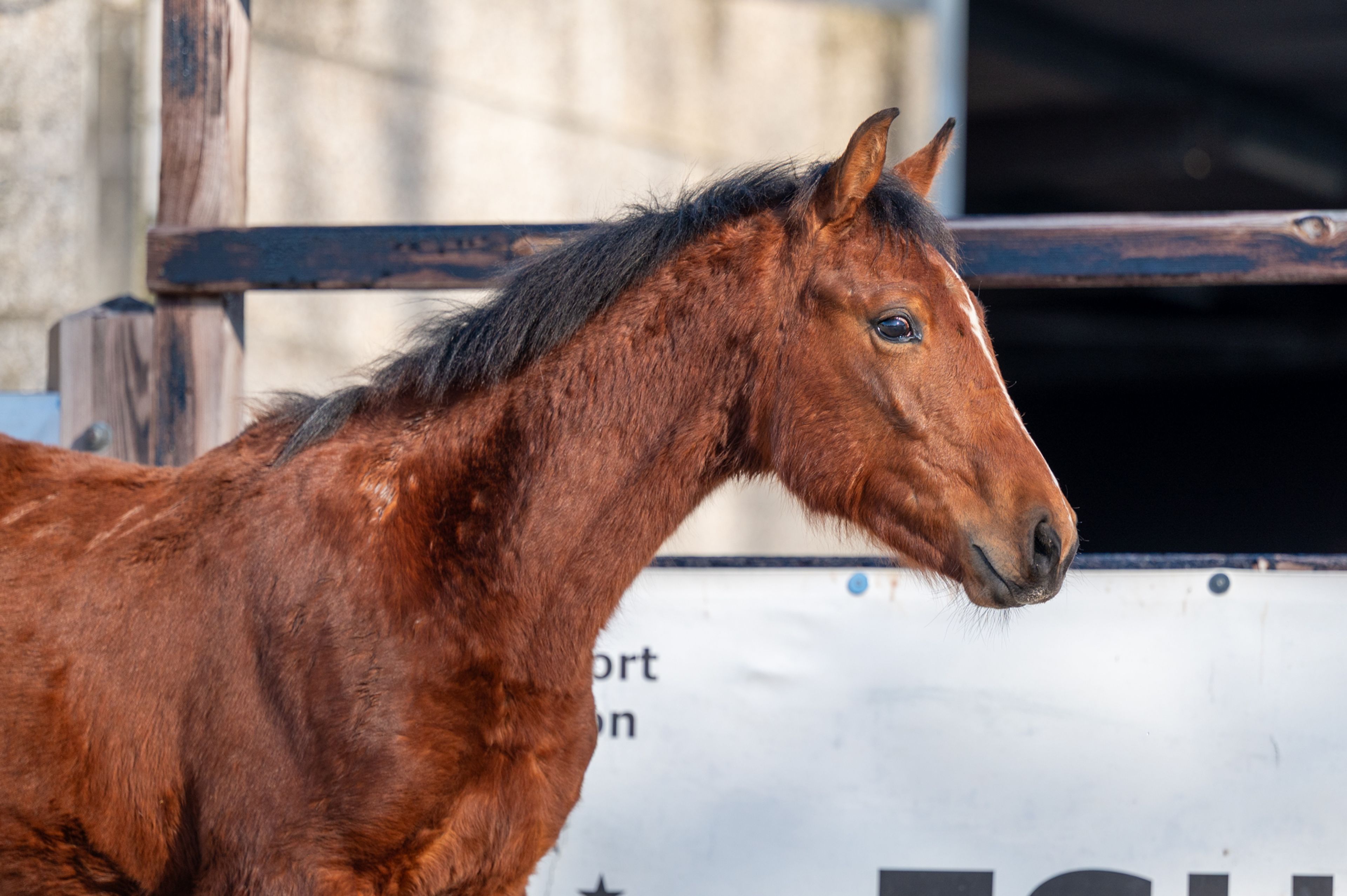 Ctefidas de L'esperance (DIDAS DE L ESPERANCE x BAMAKO DE MUZE) - Image 10