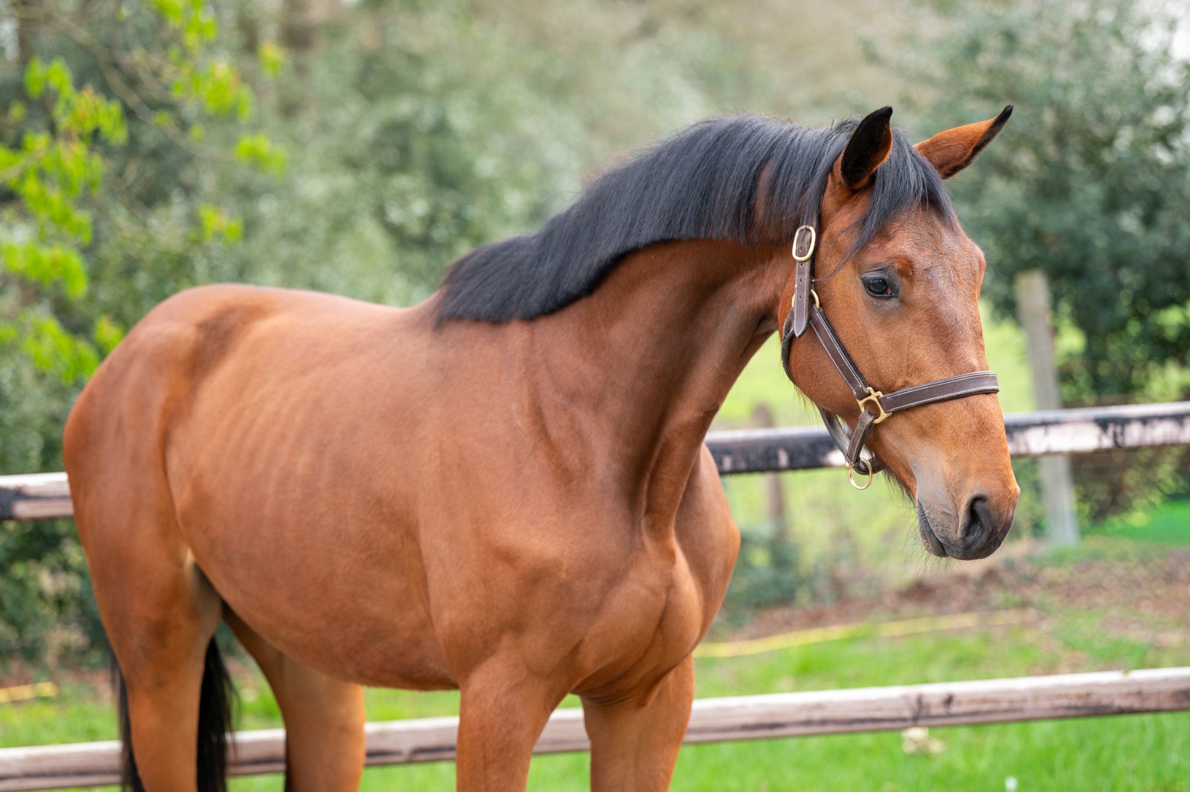 Balthasar M ☆ (GIN FLIP DE MUZE Z x UNITED) - Image 1