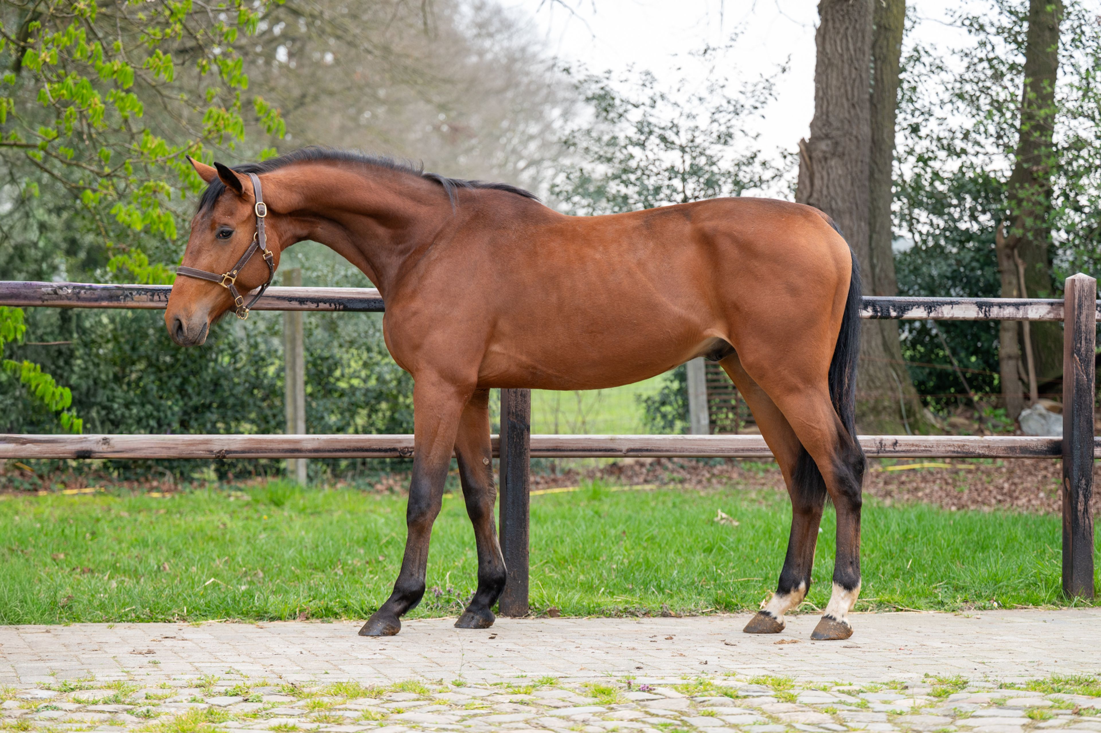 Balthasar M ☆ (GIN FLIP DE MUZE Z x UNITED) - Image 3