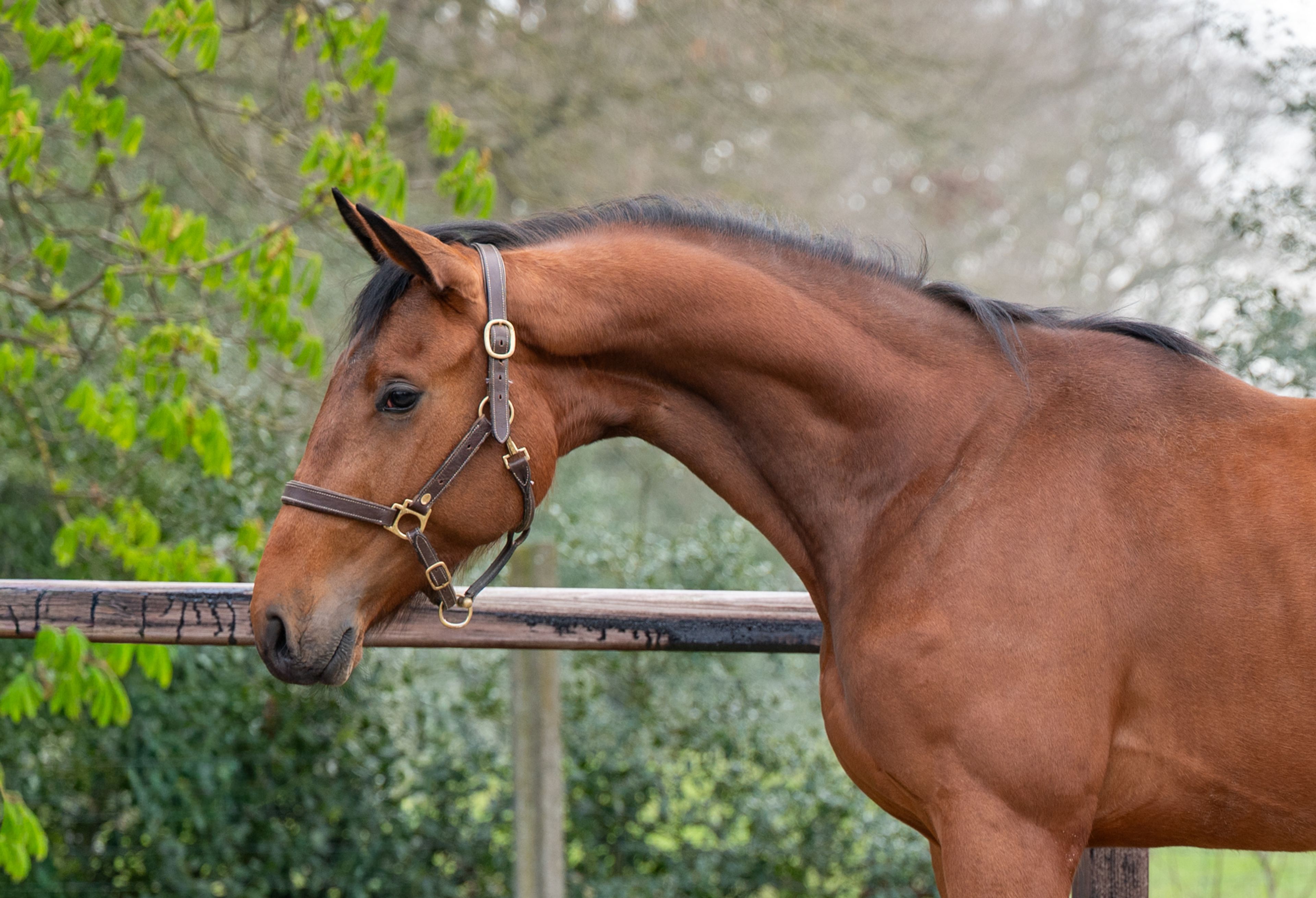 Balthasar M ☆ (GIN FLIP DE MUZE Z x UNITED) - Image 4