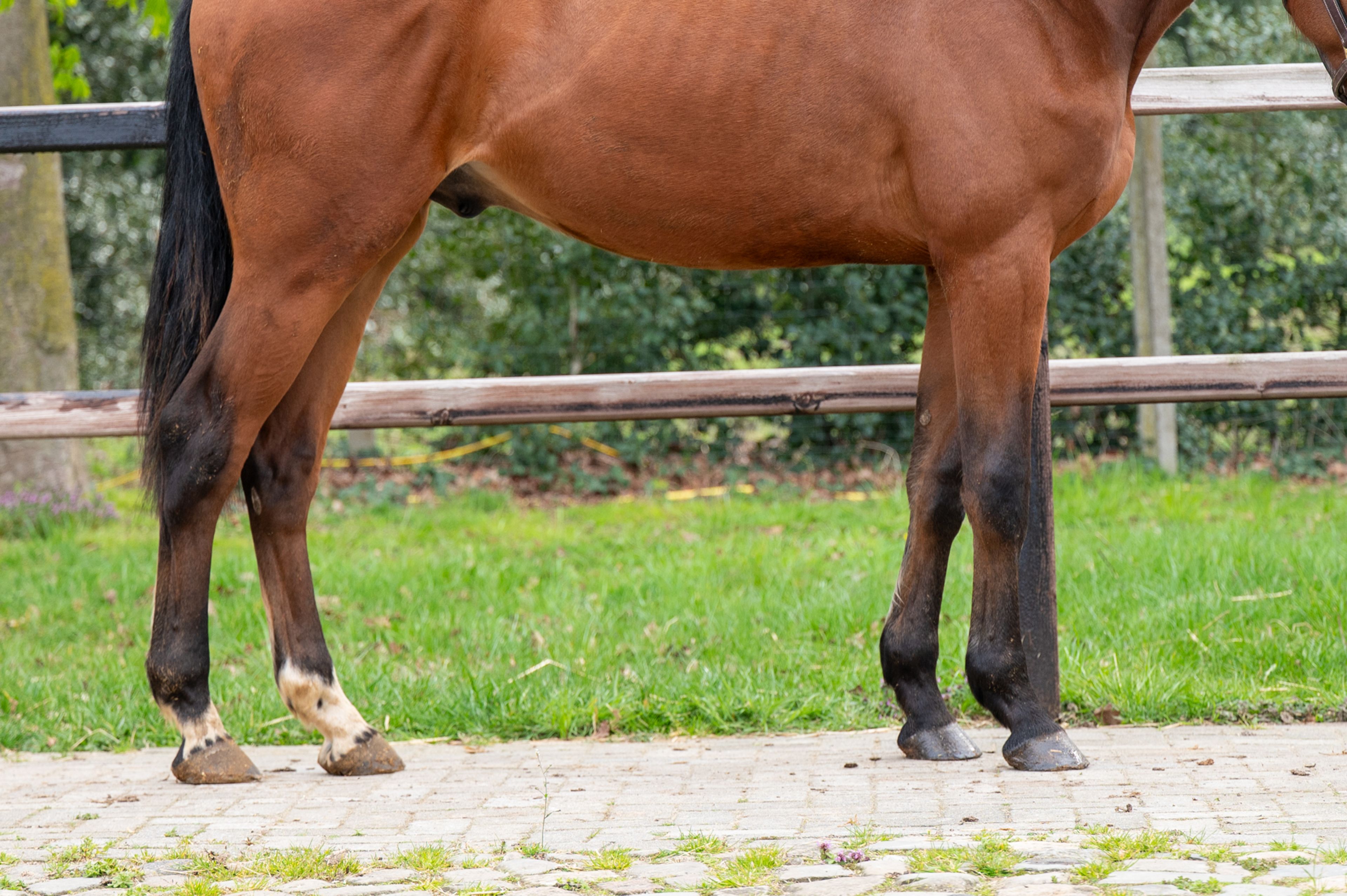 Balthasar M ☆ (GIN FLIP DE MUZE Z x UNITED) - Image 6