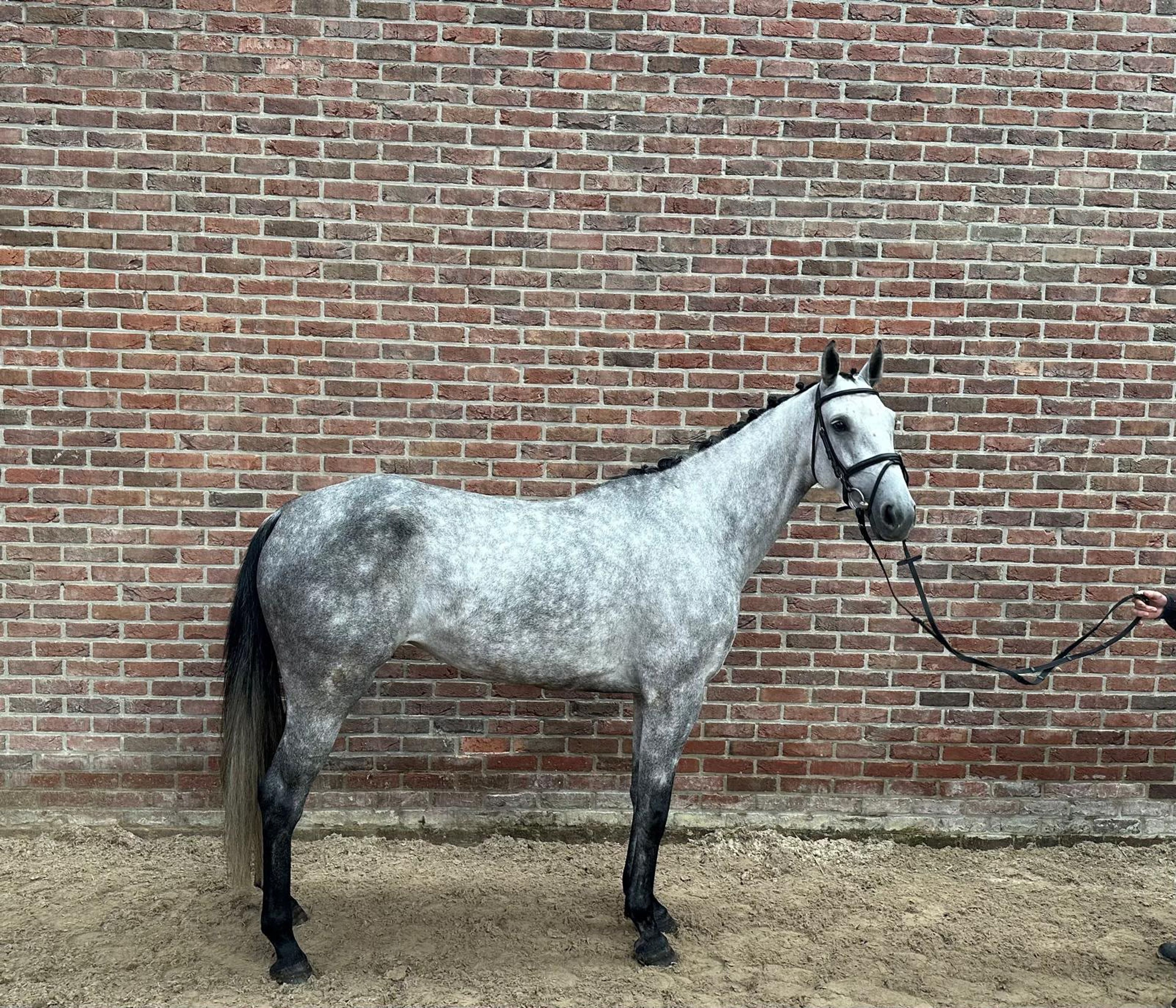 Cella B (CRACK HV x CONTENARO) - Image 1