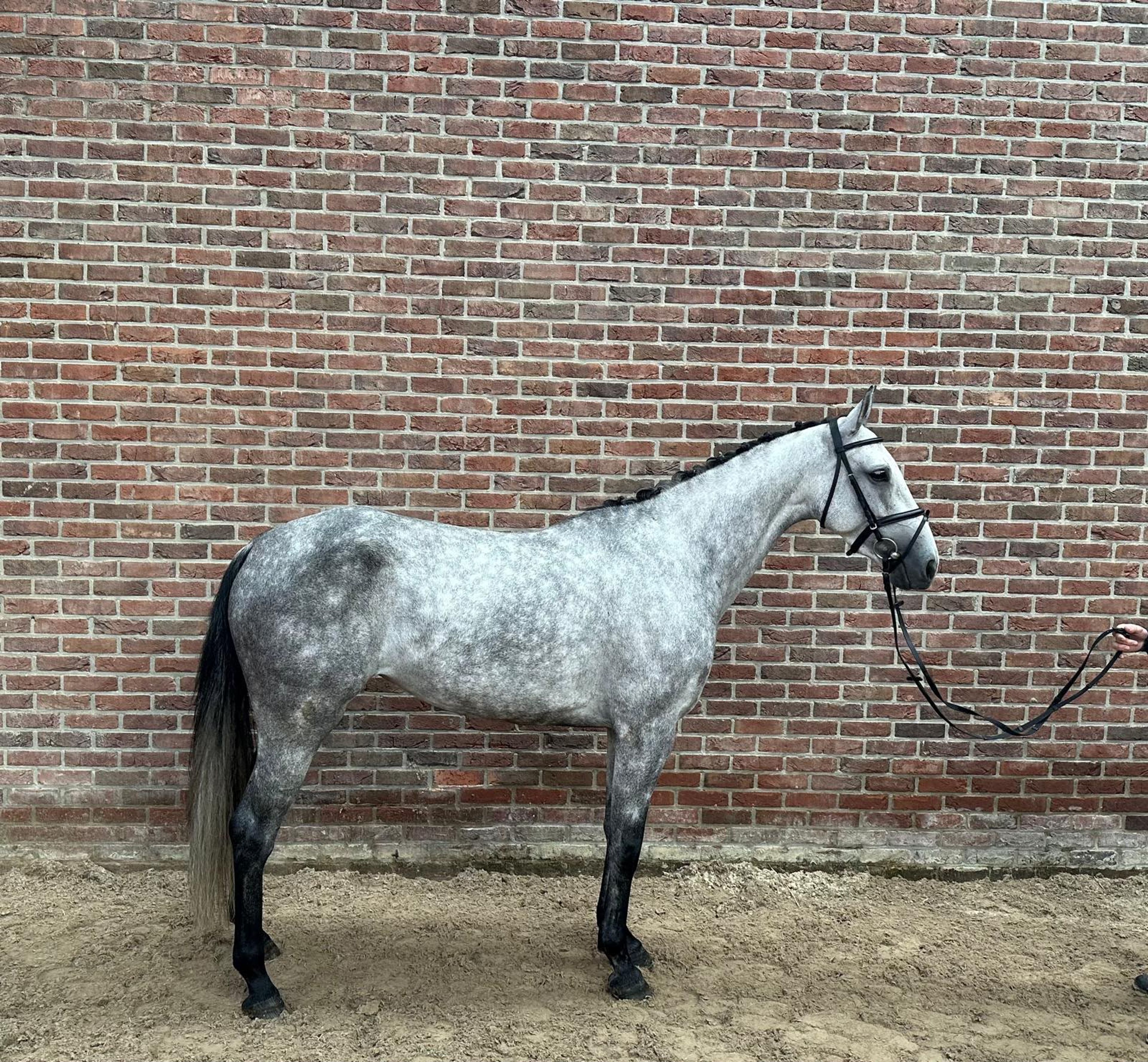 Cella B (CRACK HV x CONTENARO) - Image 3