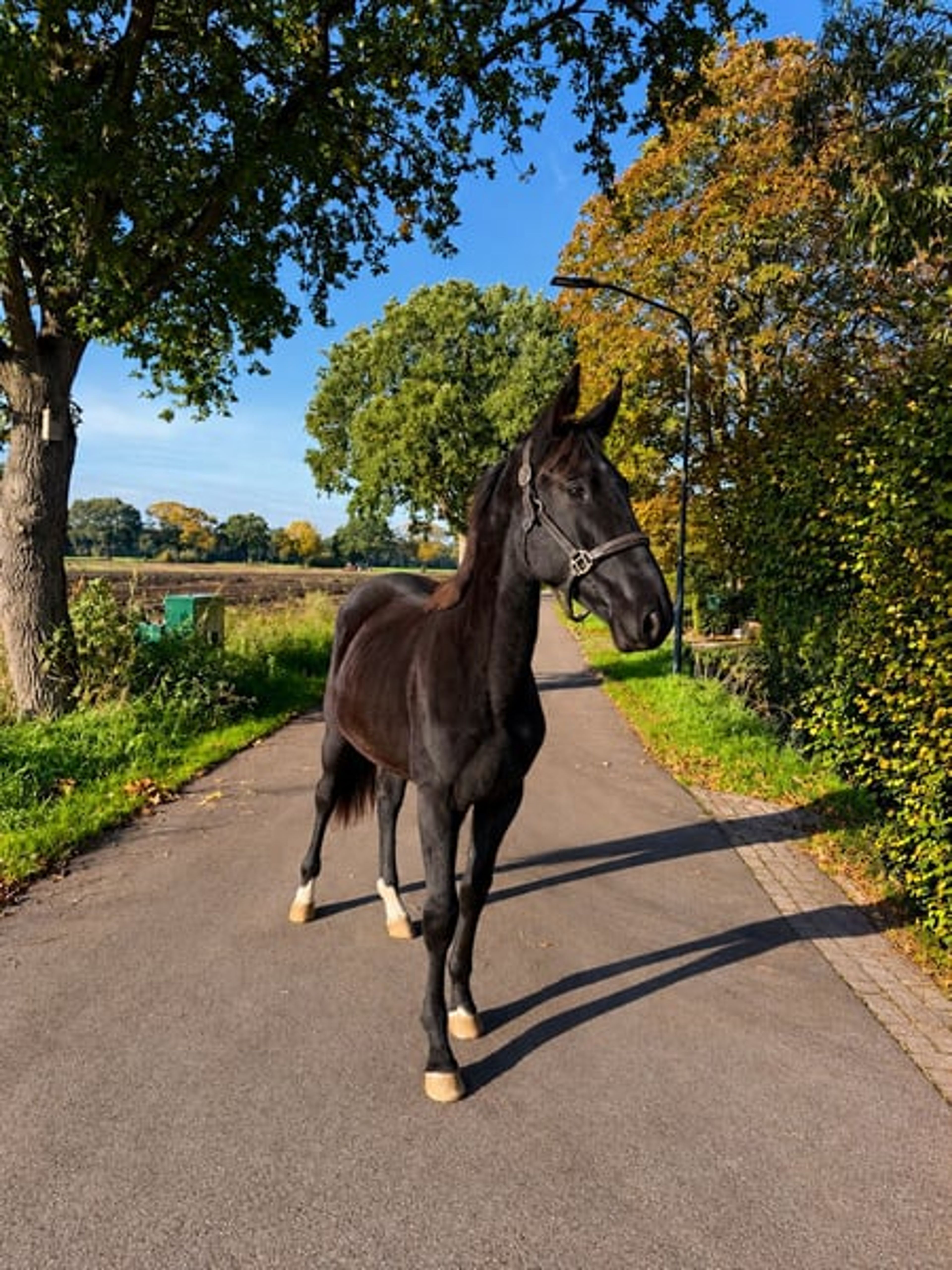 Compact yearling colt