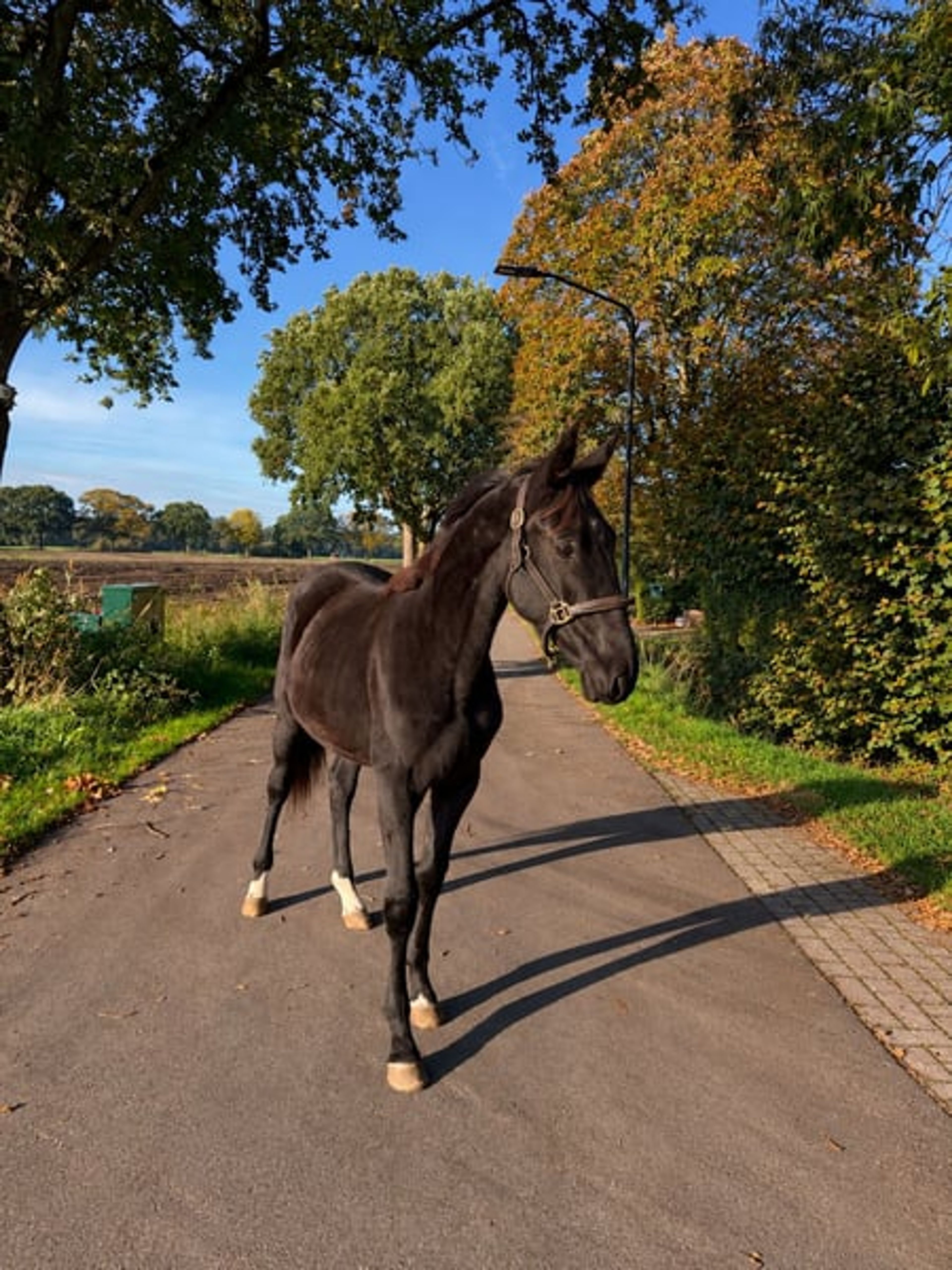 Compact yearling colt - Image 2