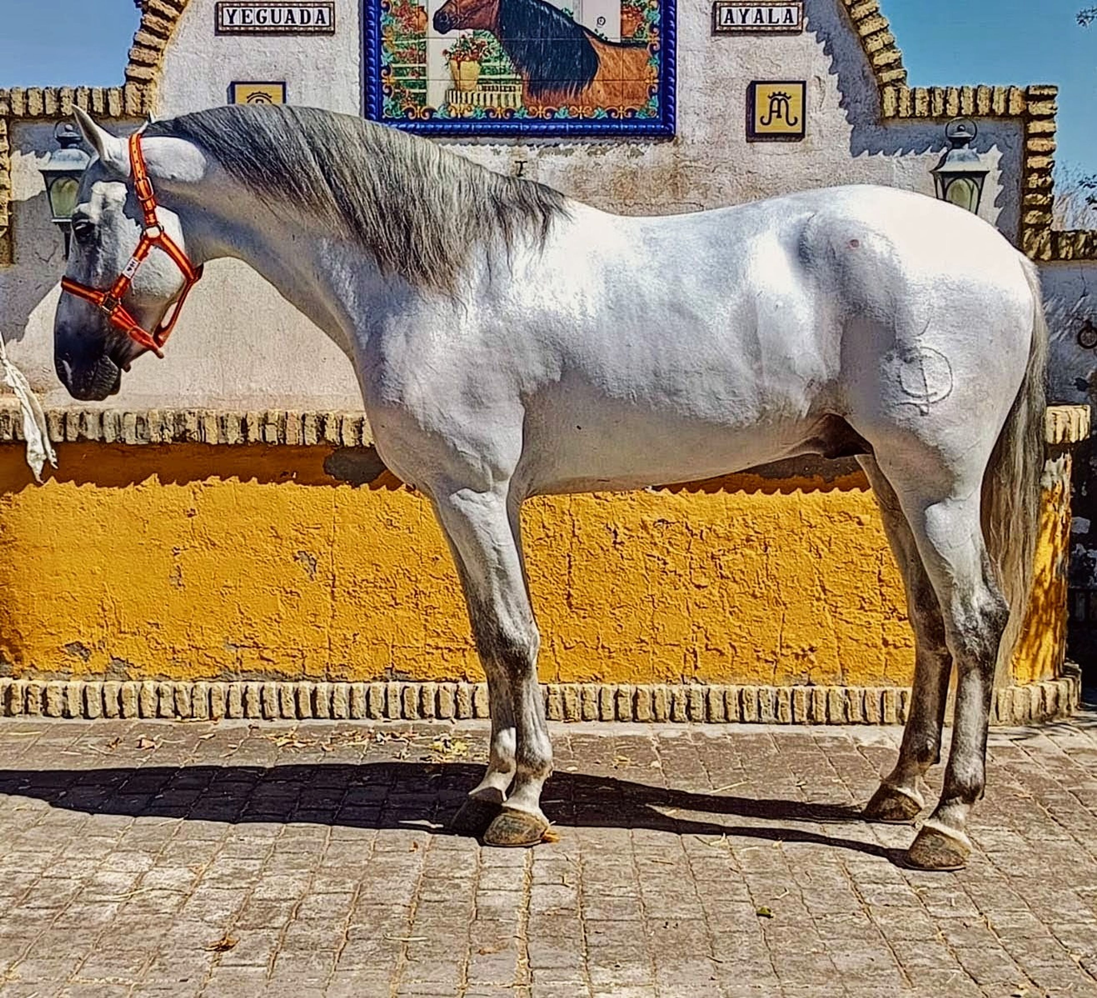 White Dreamboy - Image 1