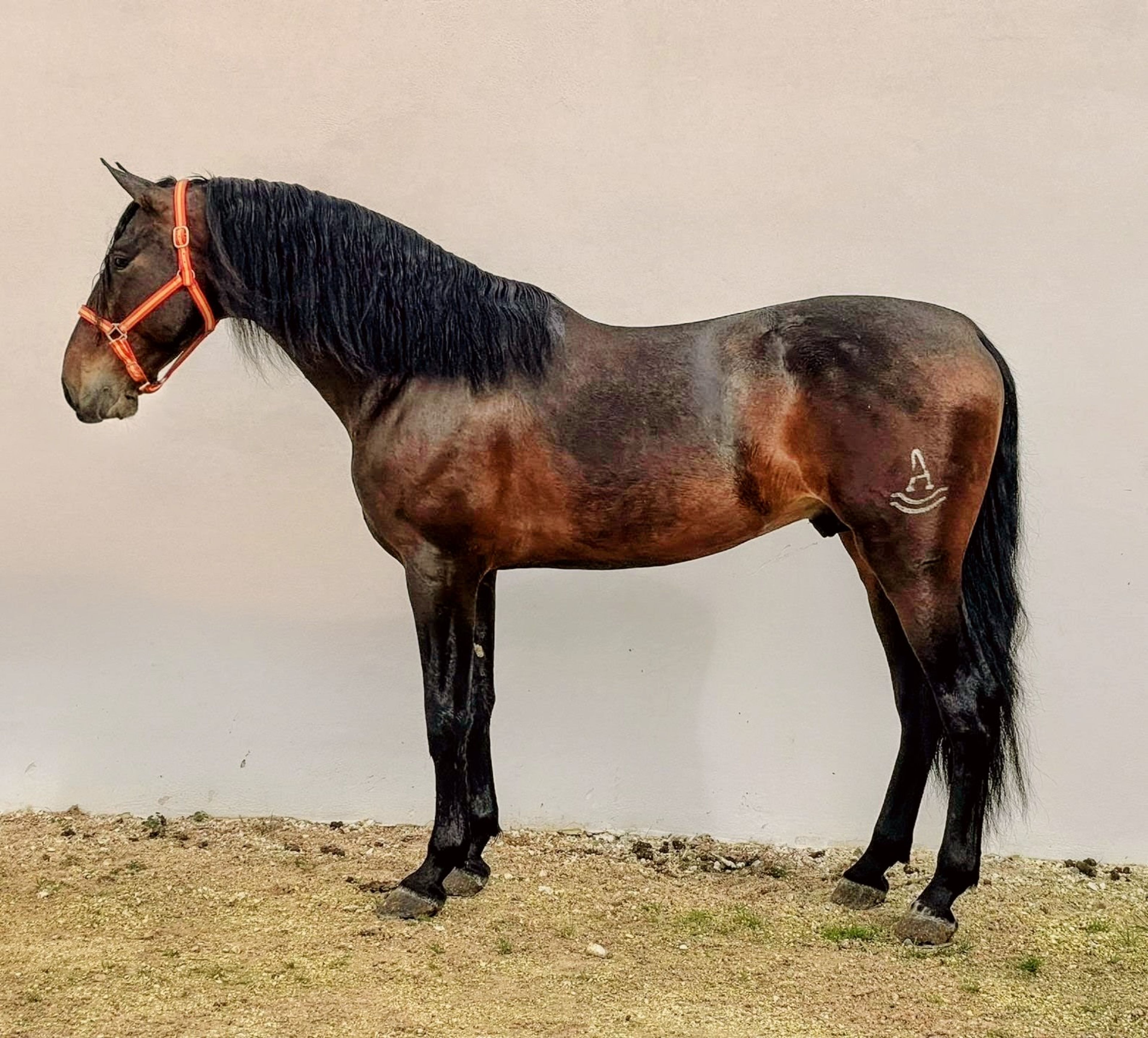 Championê - Image 2