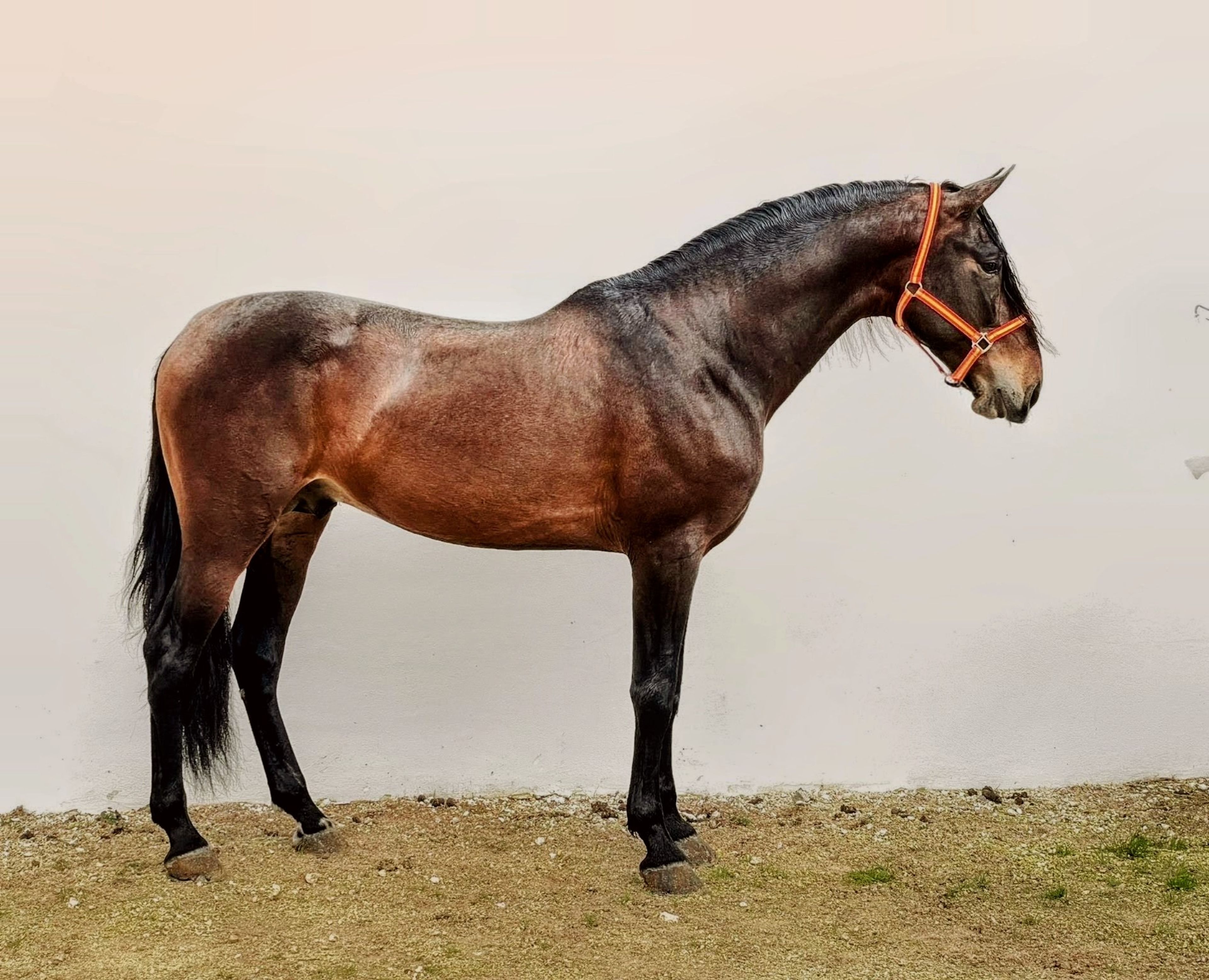 Championê - Image 4