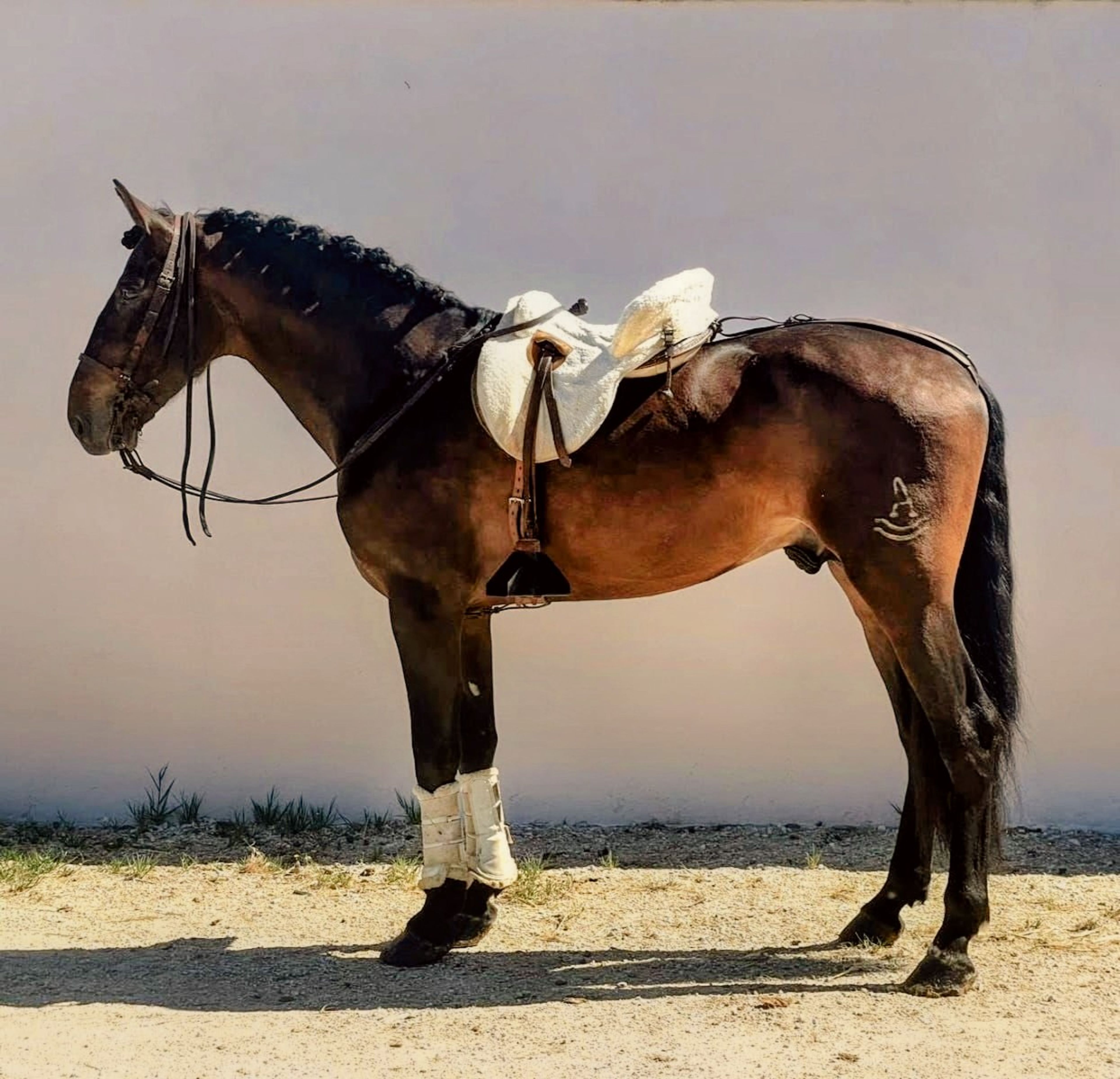 Championê - Image 6