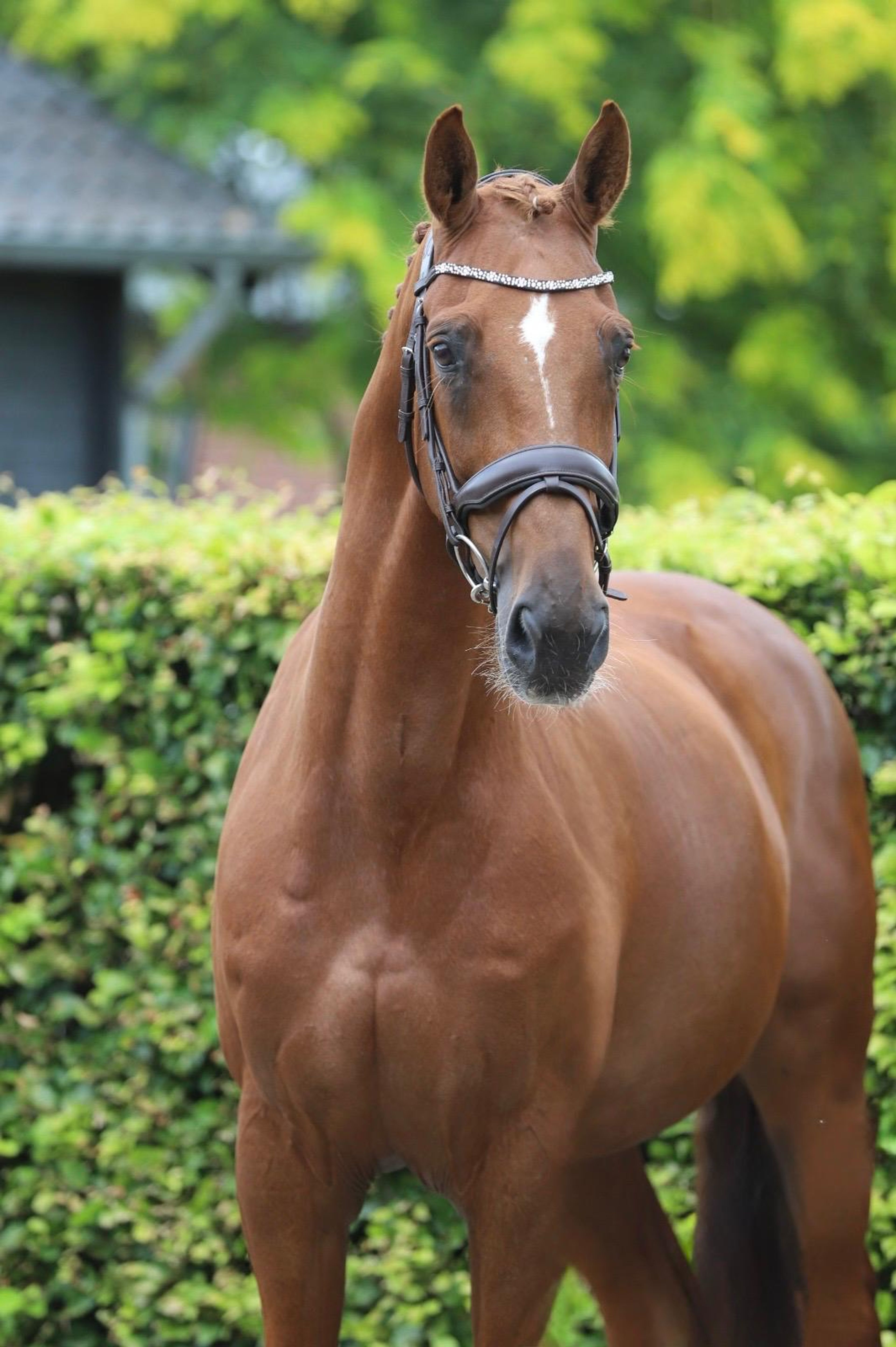 Jabulani Isriwica (CHAMAN x LORD Z) - Image 1