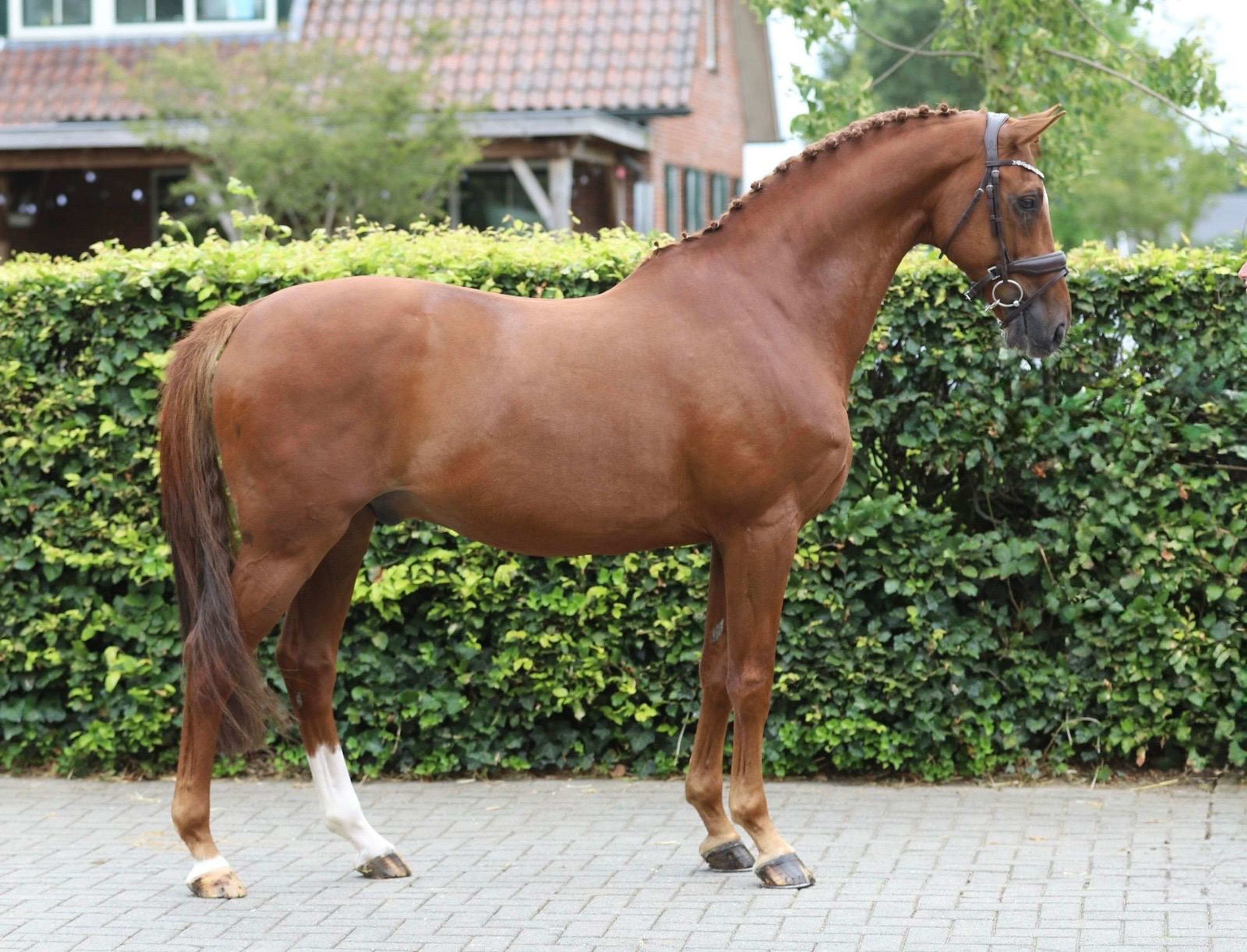 Jabulani Isriwica (CHAMAN x LORD Z) - Image 2