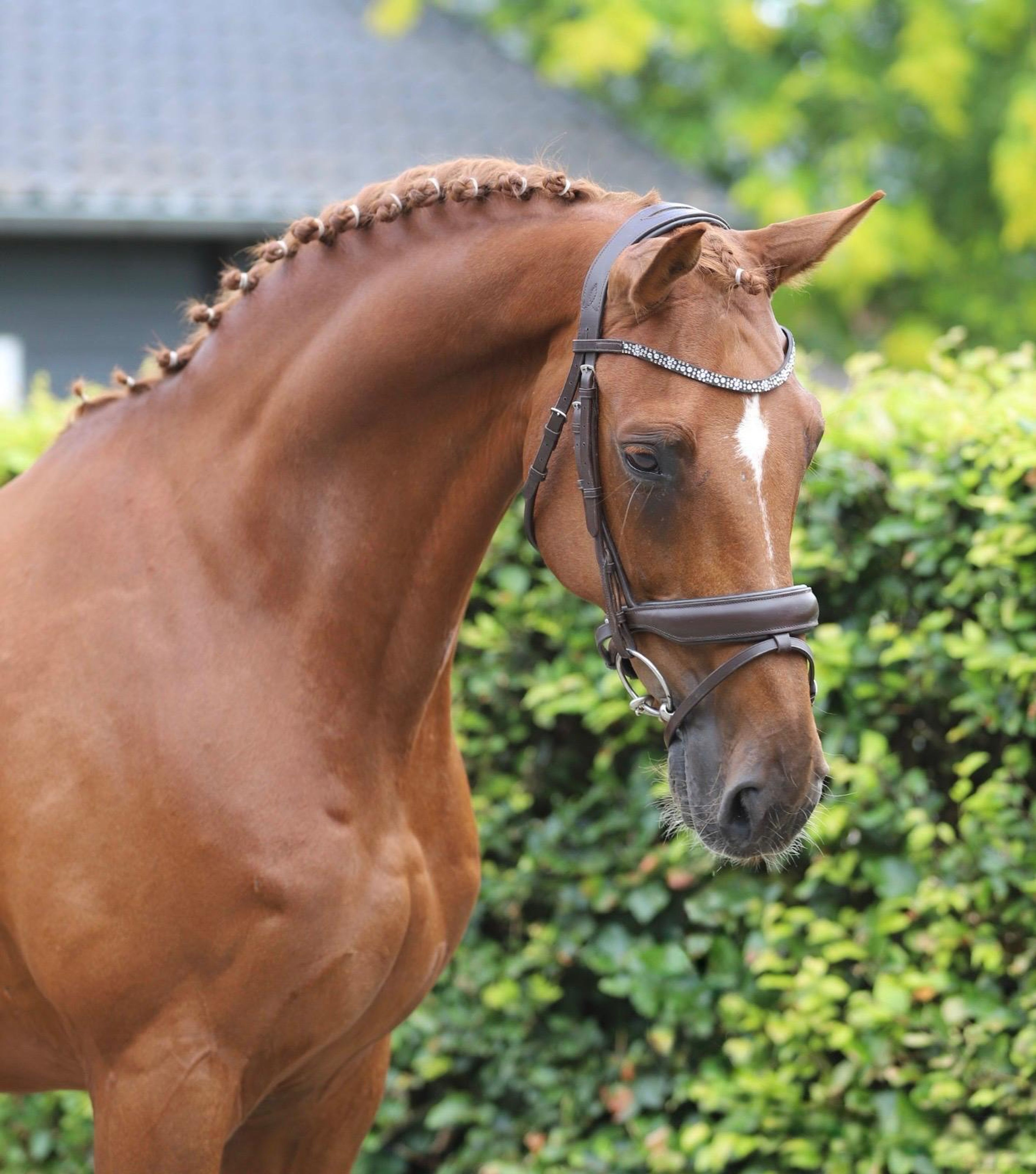 Jabulani Isriwica (CHAMAN x LORD Z) - Image 3