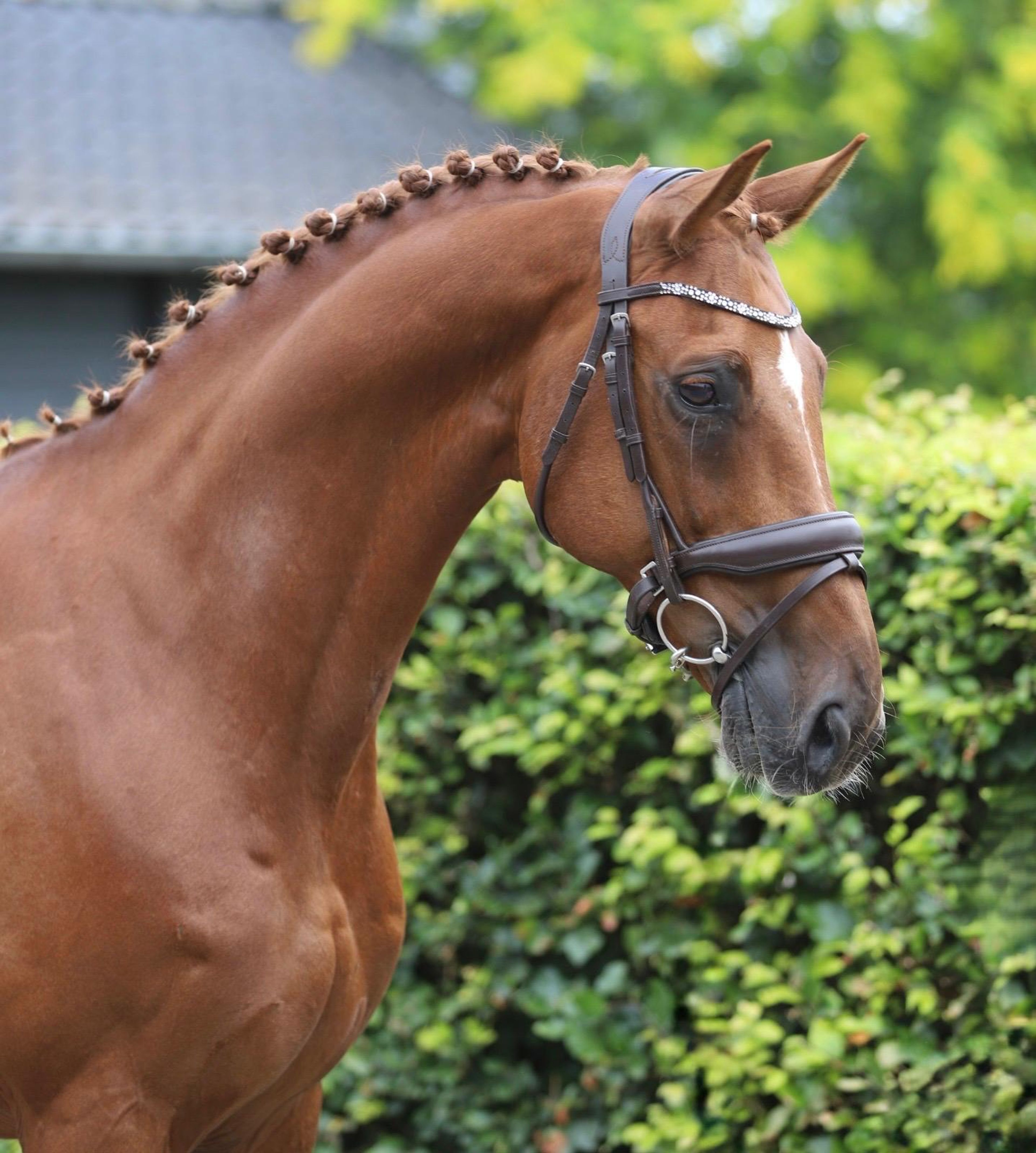 Jabulani Isriwica (CHAMAN x LORD Z) - Image 4