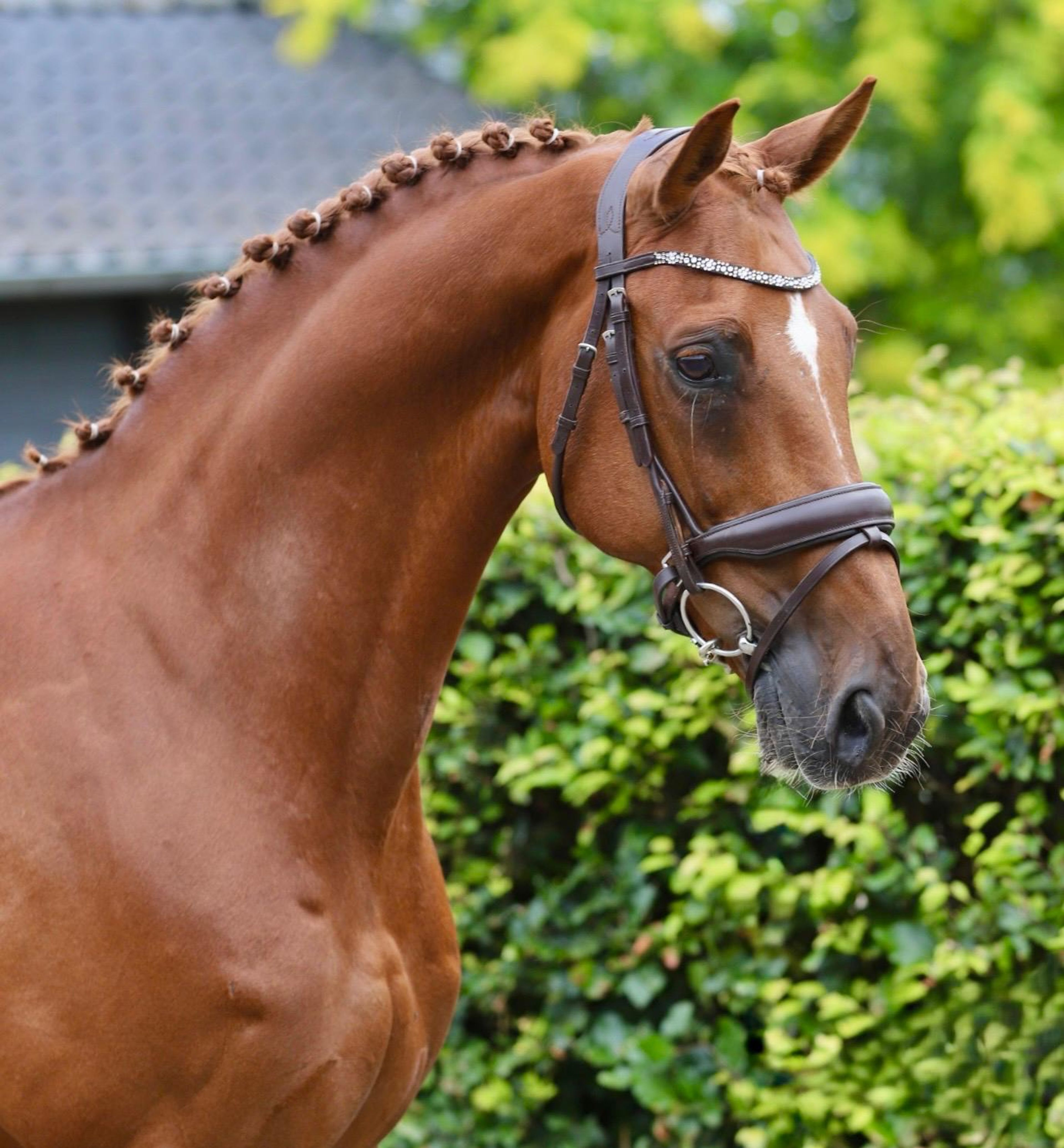Jabulani Isriwica (CHAMAN x LORD Z) - Image 5