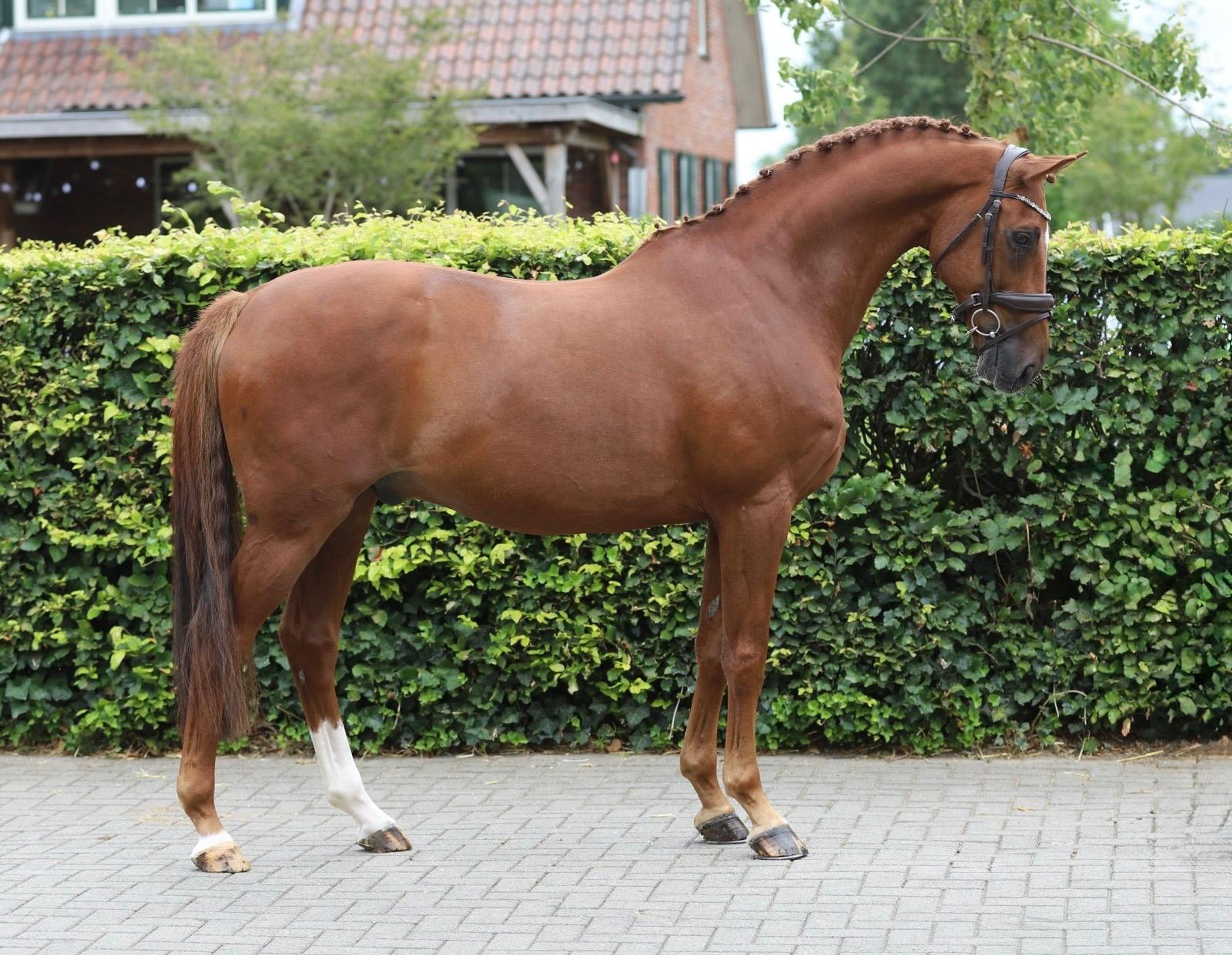 Jabulani Isriwica (CHAMAN x LORD Z) - Image 6
