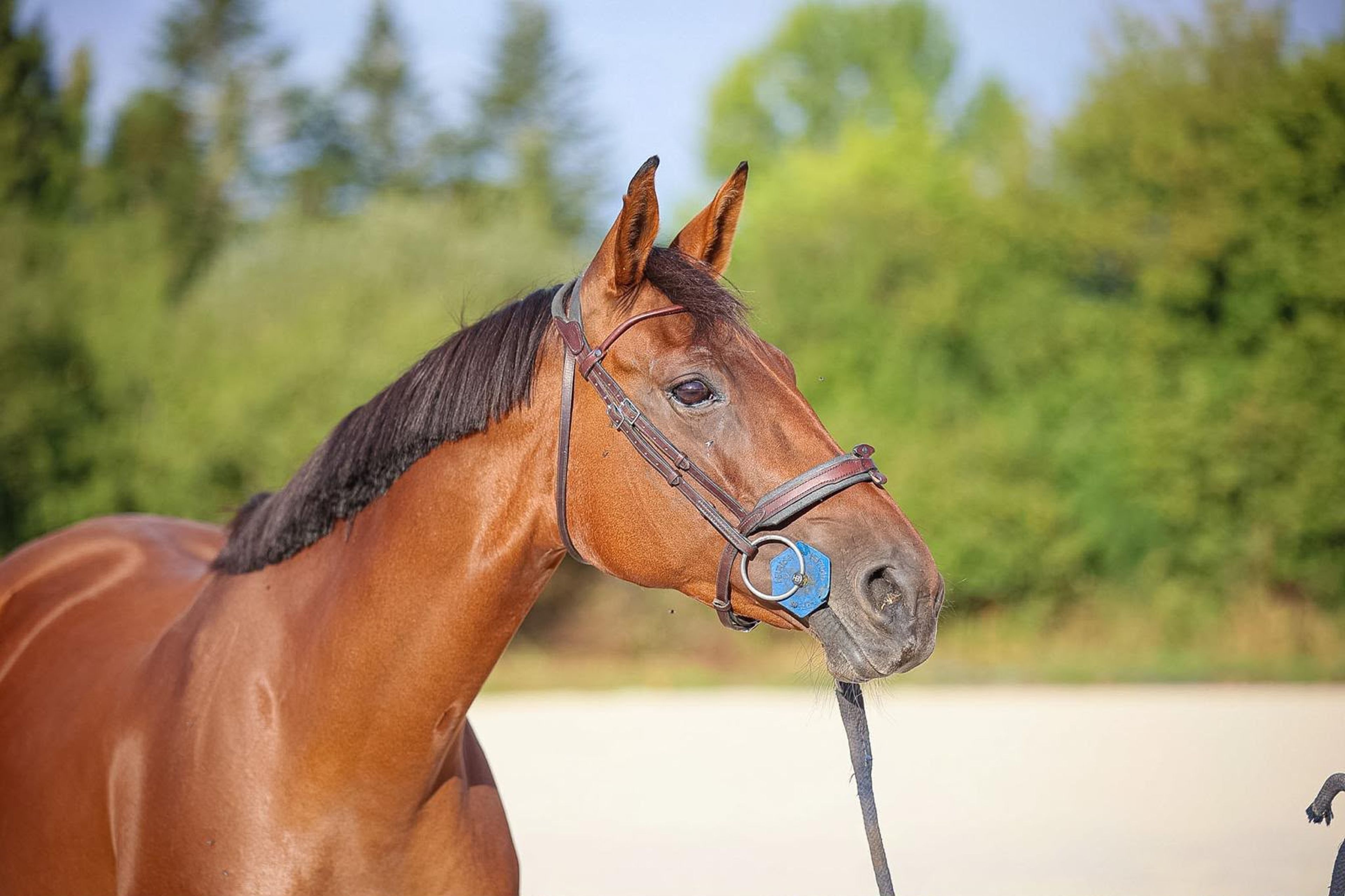 Elfy de Chalusse ☆☆ (TSUNAMI DE HUS x APACHE D.ADRIERS) - Image 1