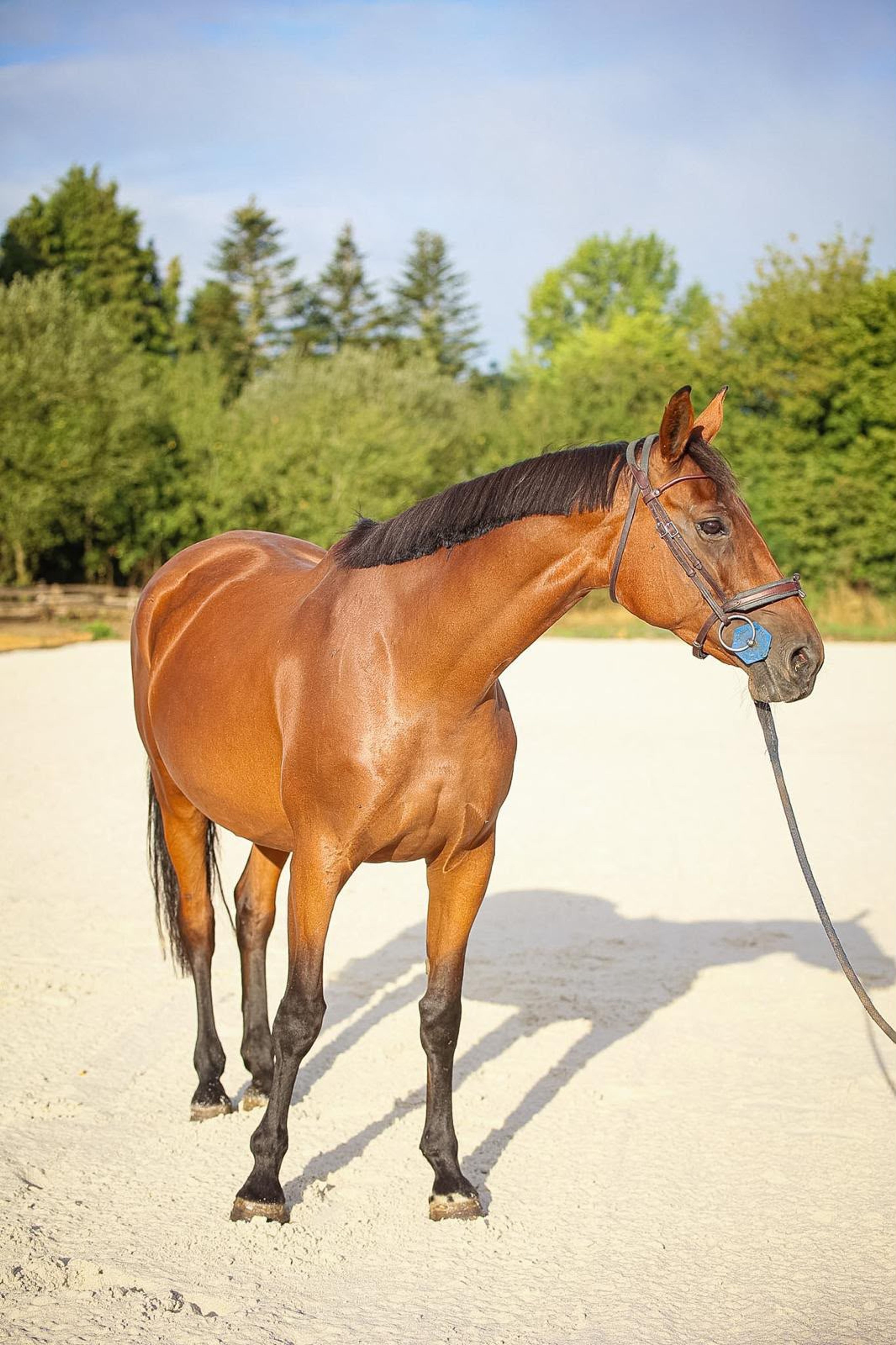 Elfy de Chalusse ☆☆ (TSUNAMI DE HUS x APACHE D.ADRIERS) - Image 2