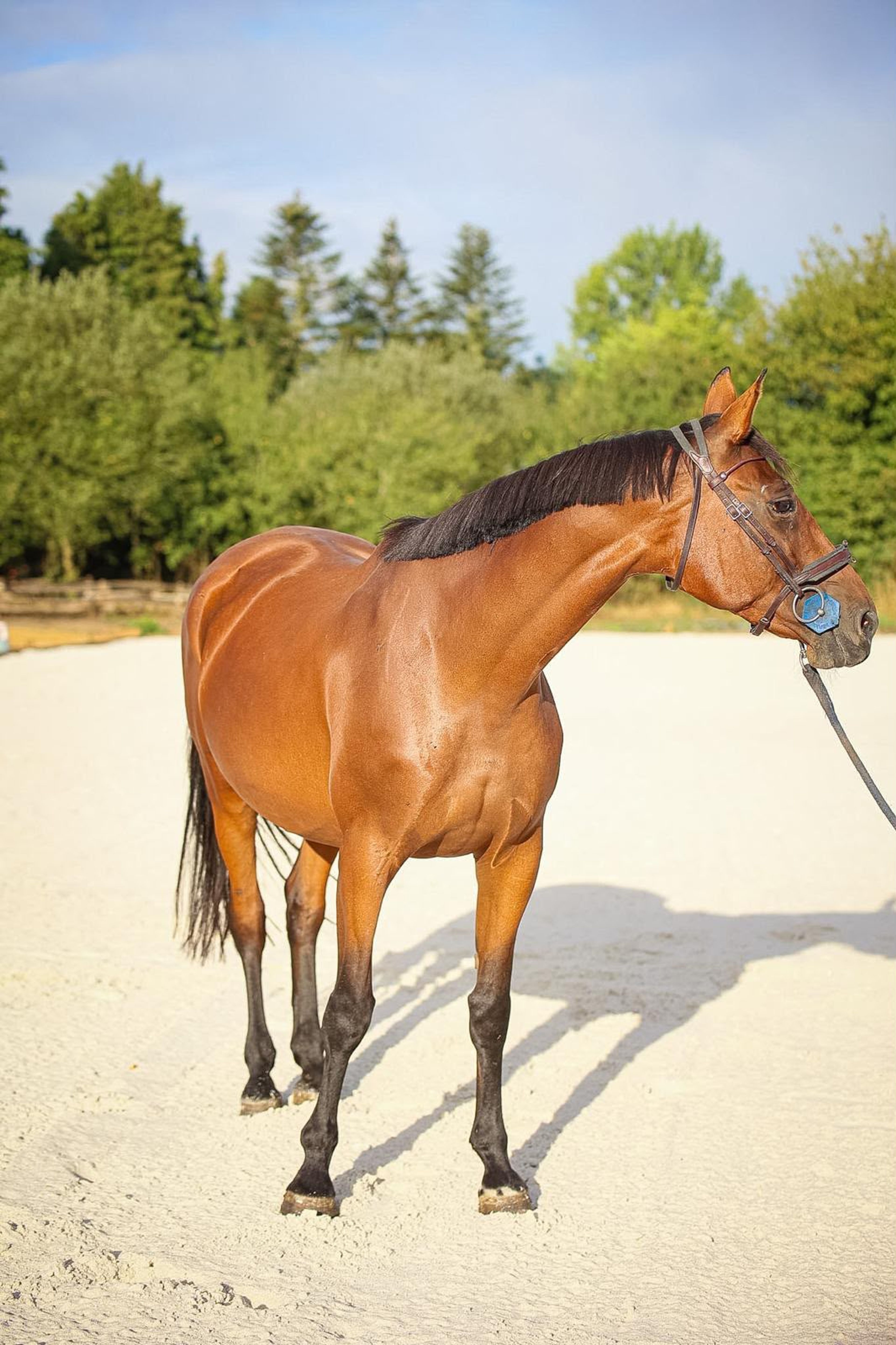 Elfy de Chalusse ☆☆ (TSUNAMI DE HUS x APACHE D.ADRIERS) - Image 3