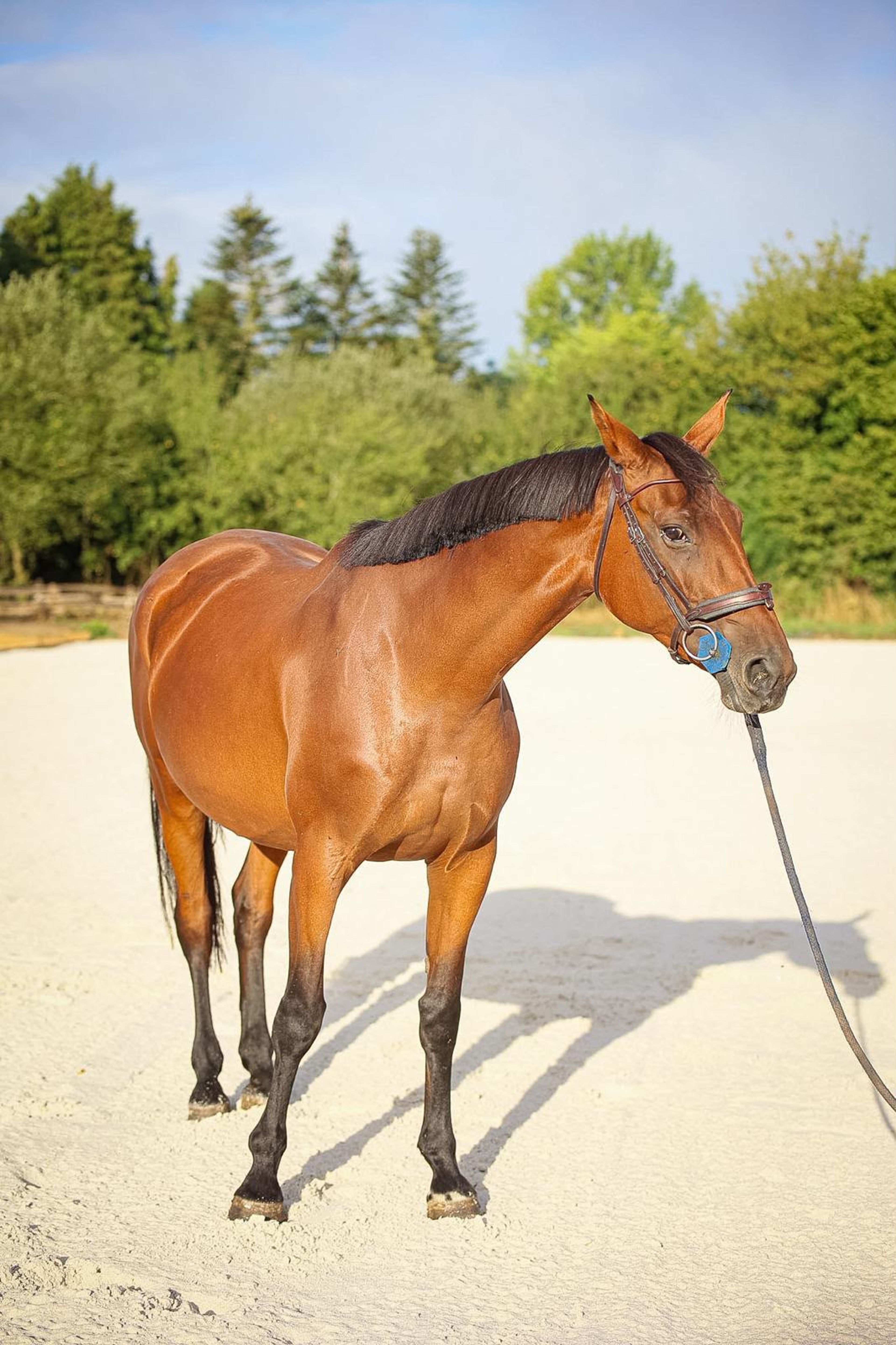 Elfy de Chalusse ☆☆ (TSUNAMI DE HUS x APACHE D.ADRIERS) - Image 4