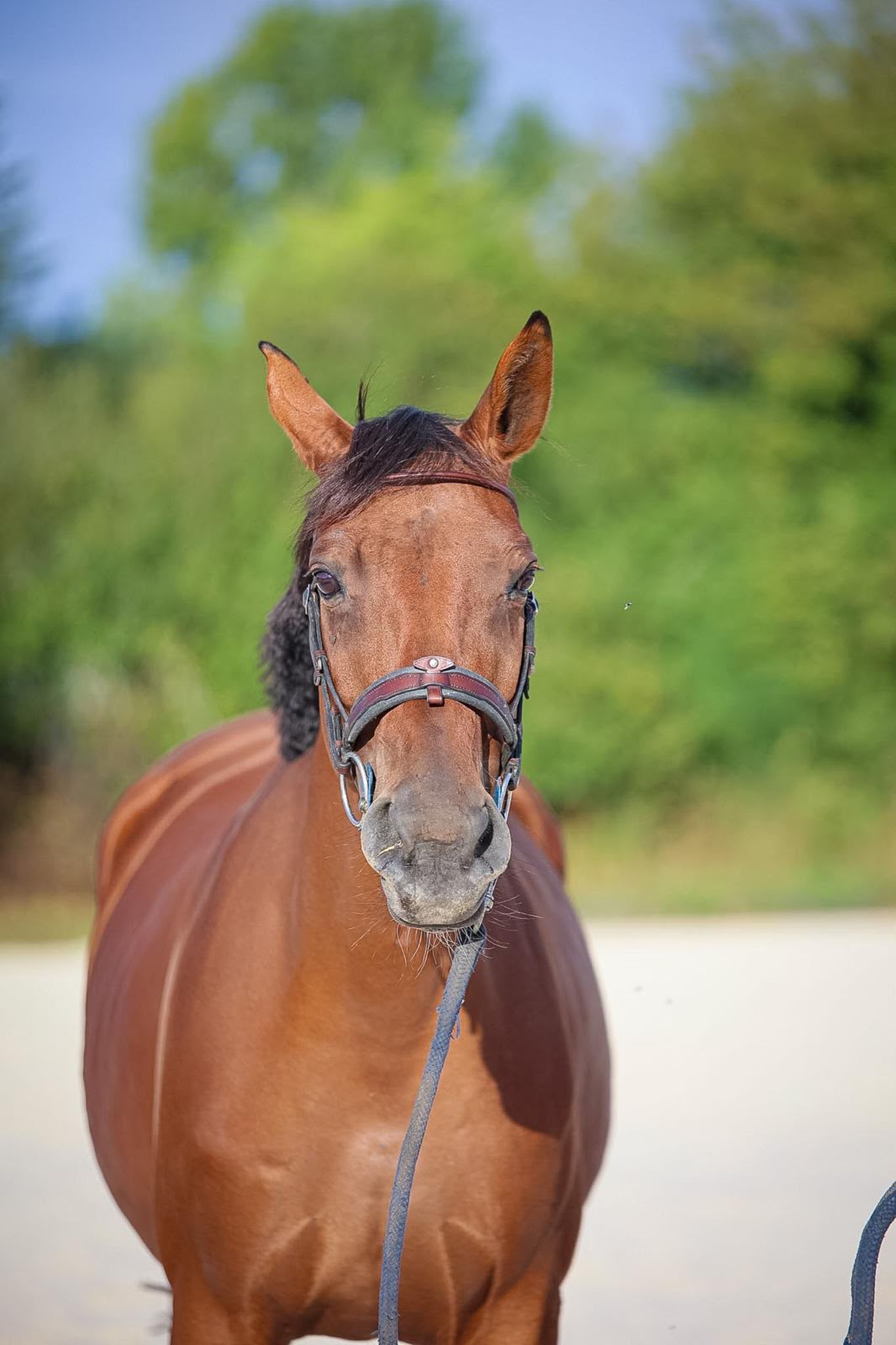 Elfy de Chalusse ☆☆ (TSUNAMI DE HUS x APACHE D.ADRIERS) - Image 5