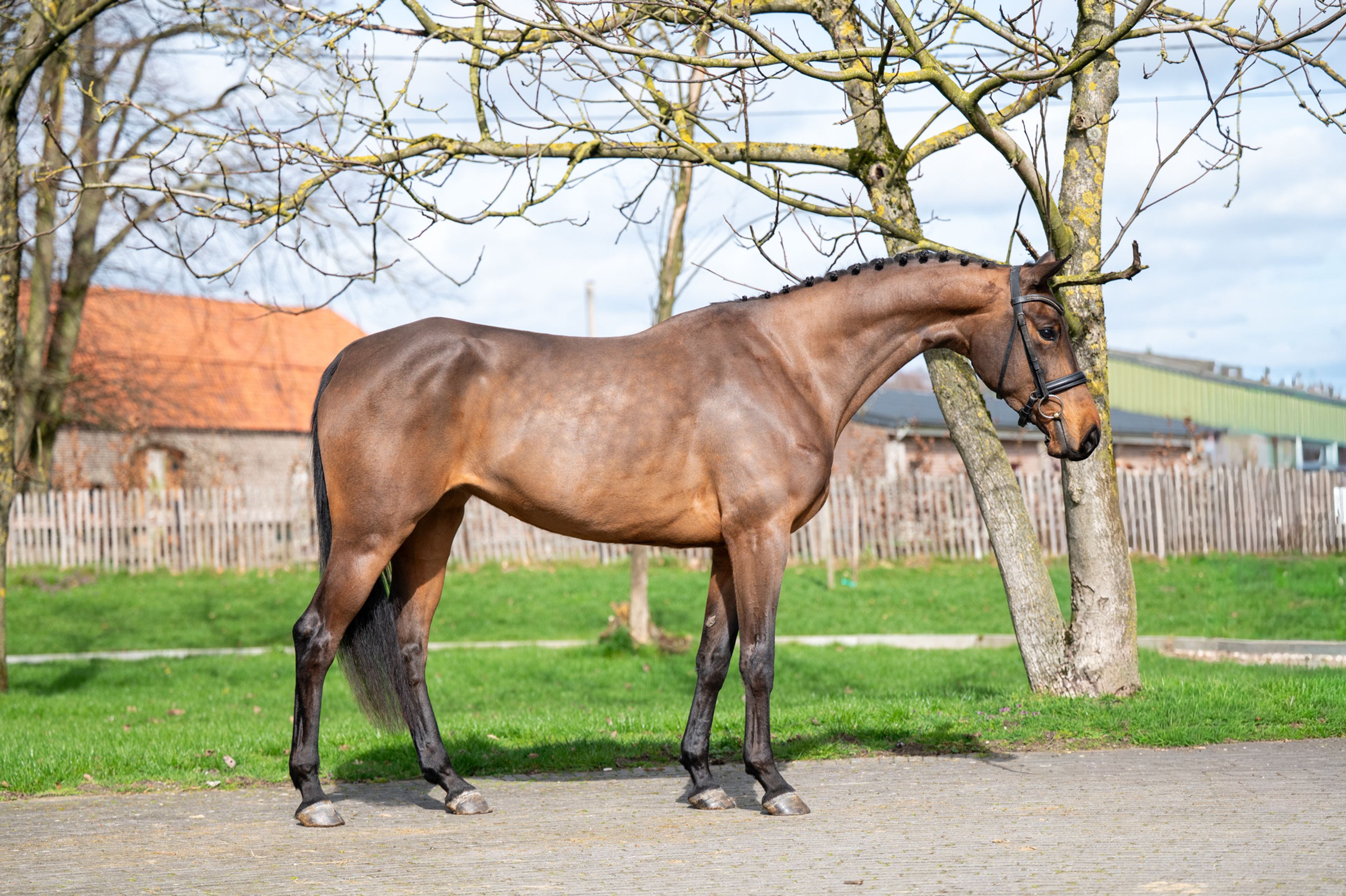 Corette 2 vd Wouw  Z (CORNELIUS VD WOUW Z x MINUTE MAN) - Image 1