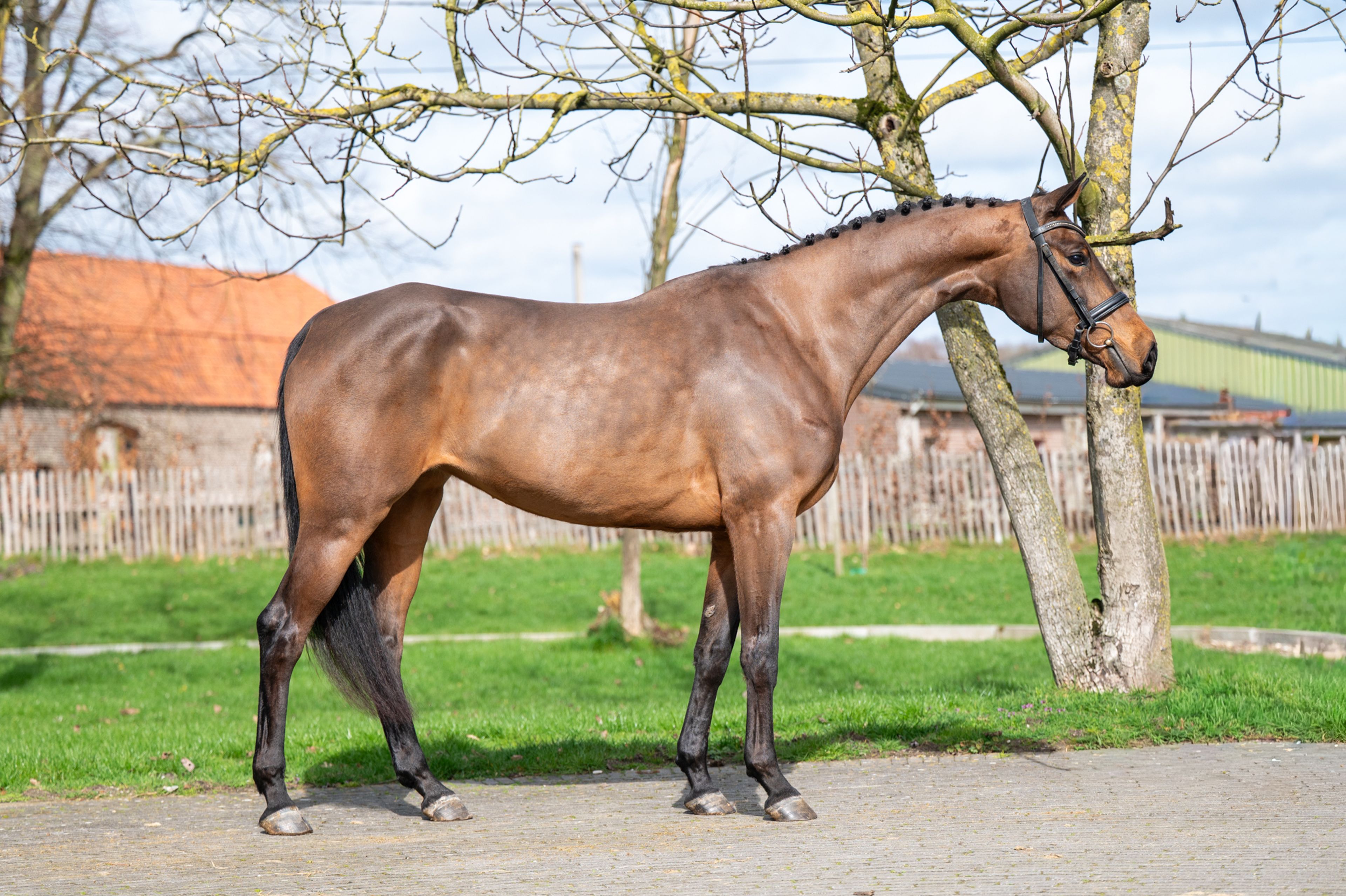 Corette 2 vd Wouw  Z (CORNELIUS VD WOUW Z x MINUTE MAN) - Image 3